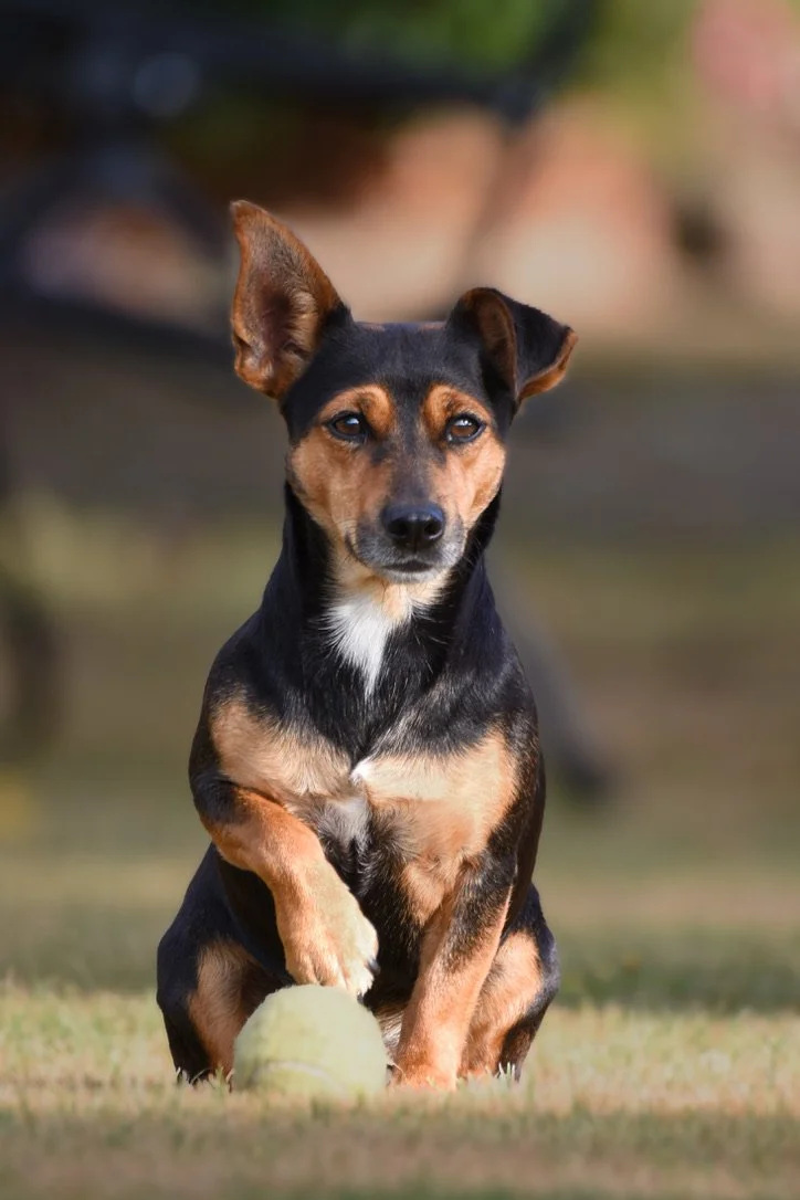 Pet Photography, Photography, Bury St Edmunds Photographer, young photographer, Pets