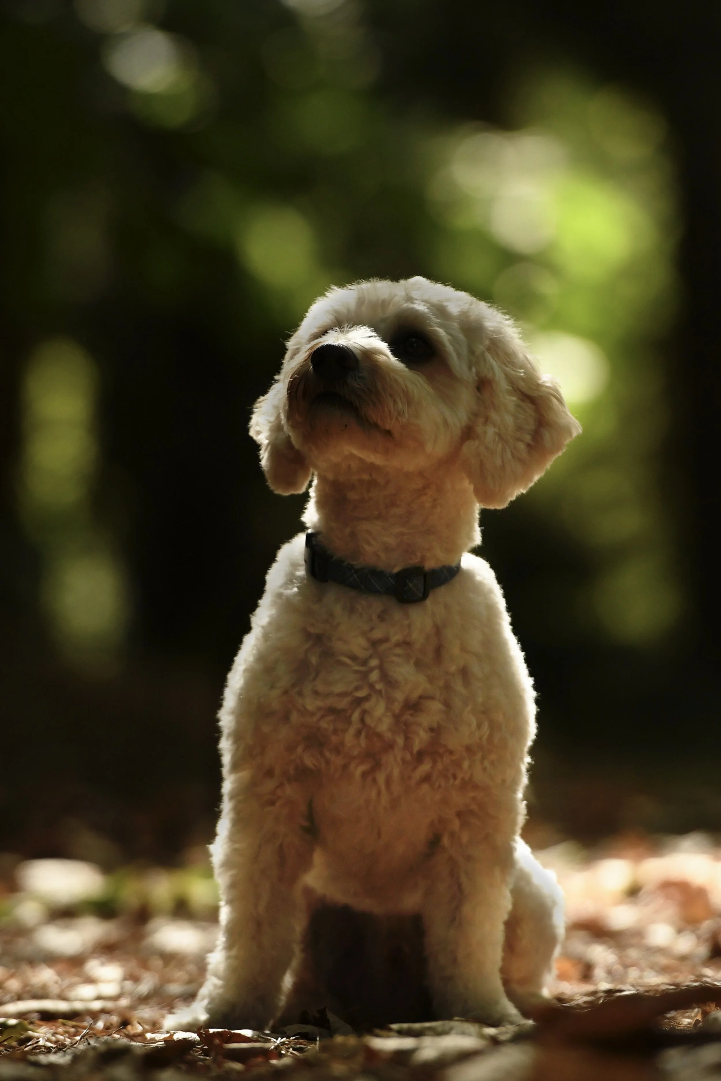 Pet Photography, Photography, Bury St Edmunds Photographer, young photographer, Pets