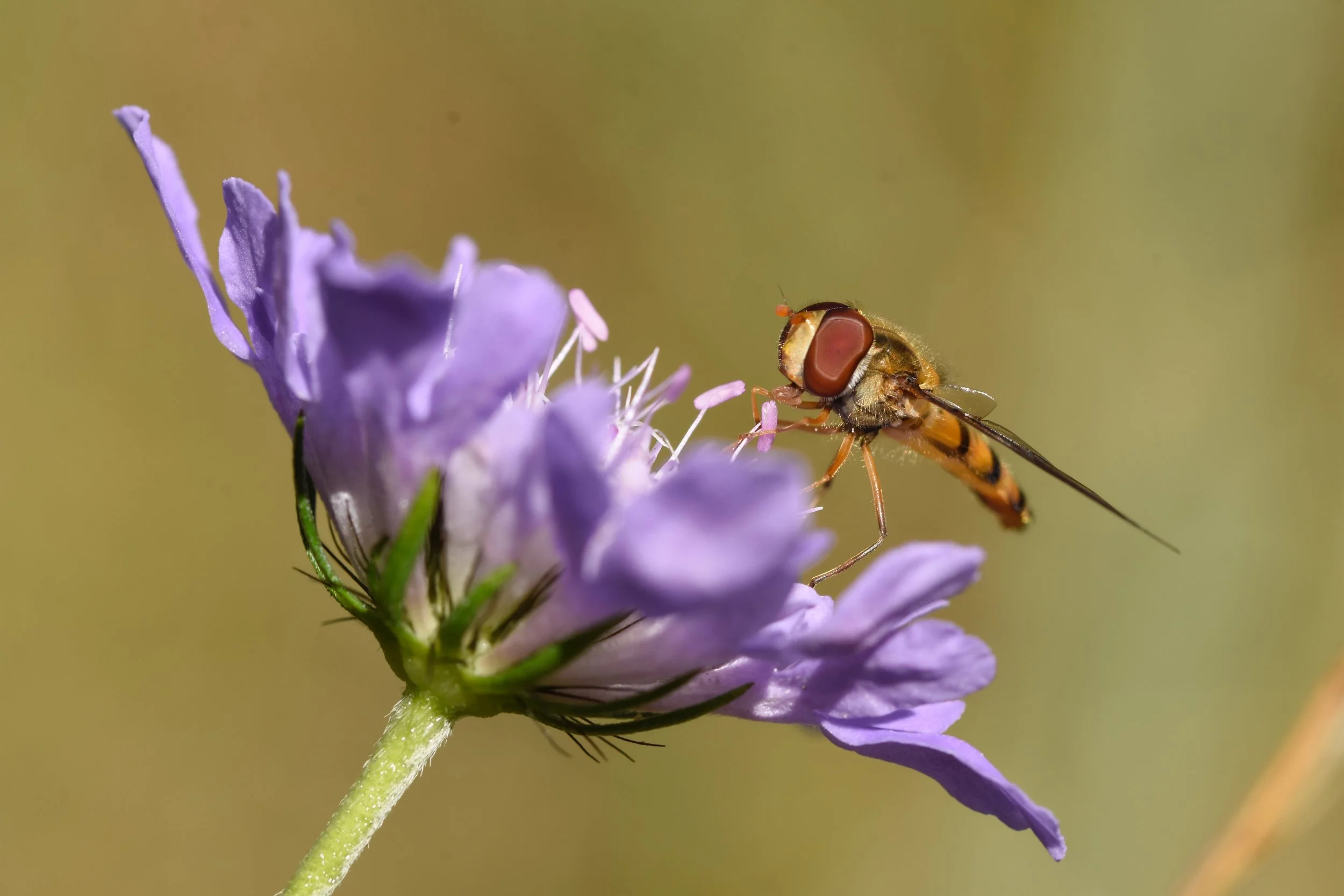 Wildlife photography, wildlife photographer, photographer, Bury St Edmunds photographer, wildlife, nature, TD Photographer,  TD Photography