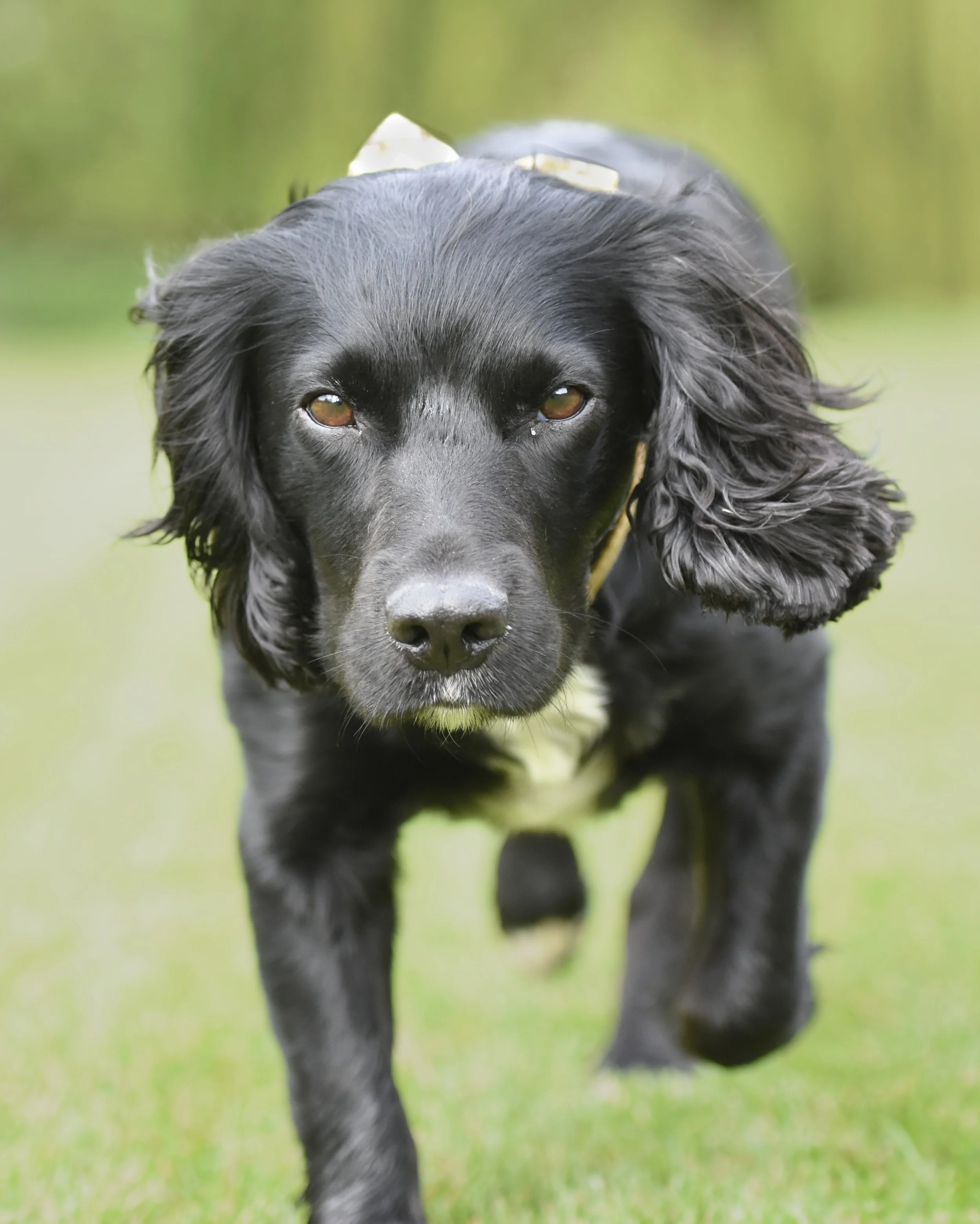 Pet Photography, Photography, Bury St Edmunds Photographer, young photographer, Pets