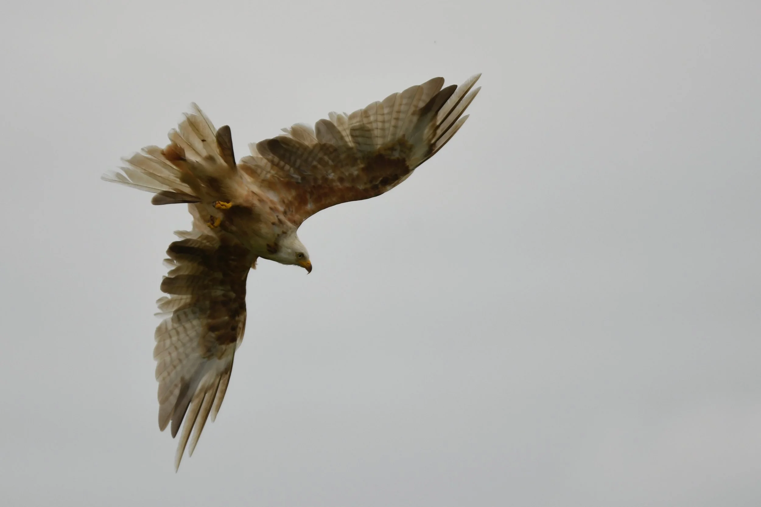 Wildlife photography, wildlife photographer, photographer, Bury St Edmunds photographer, wildlife, nature, TD Photographer,  TD Photography