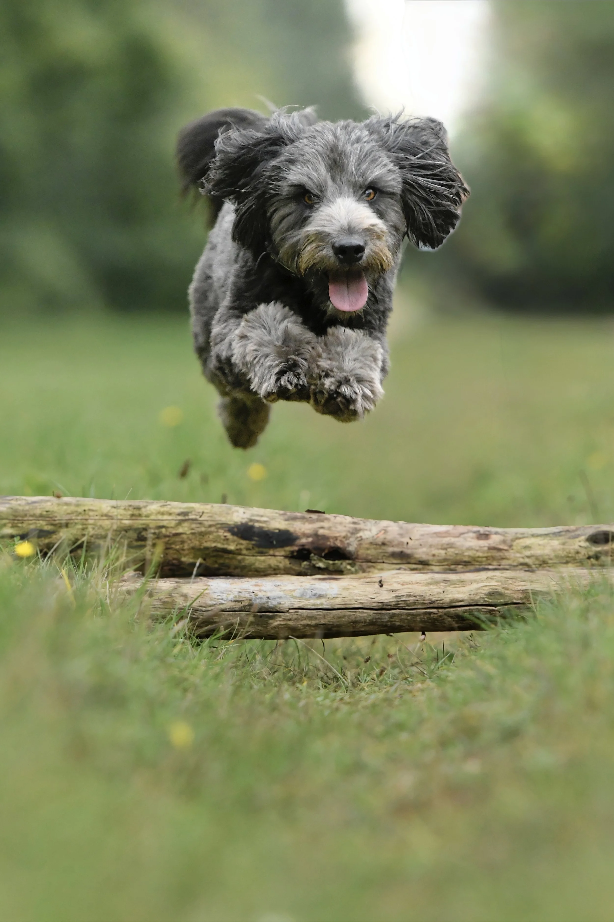 Pet Photography, Photography, Bury St Edmunds Photographer, young photographer, Pets