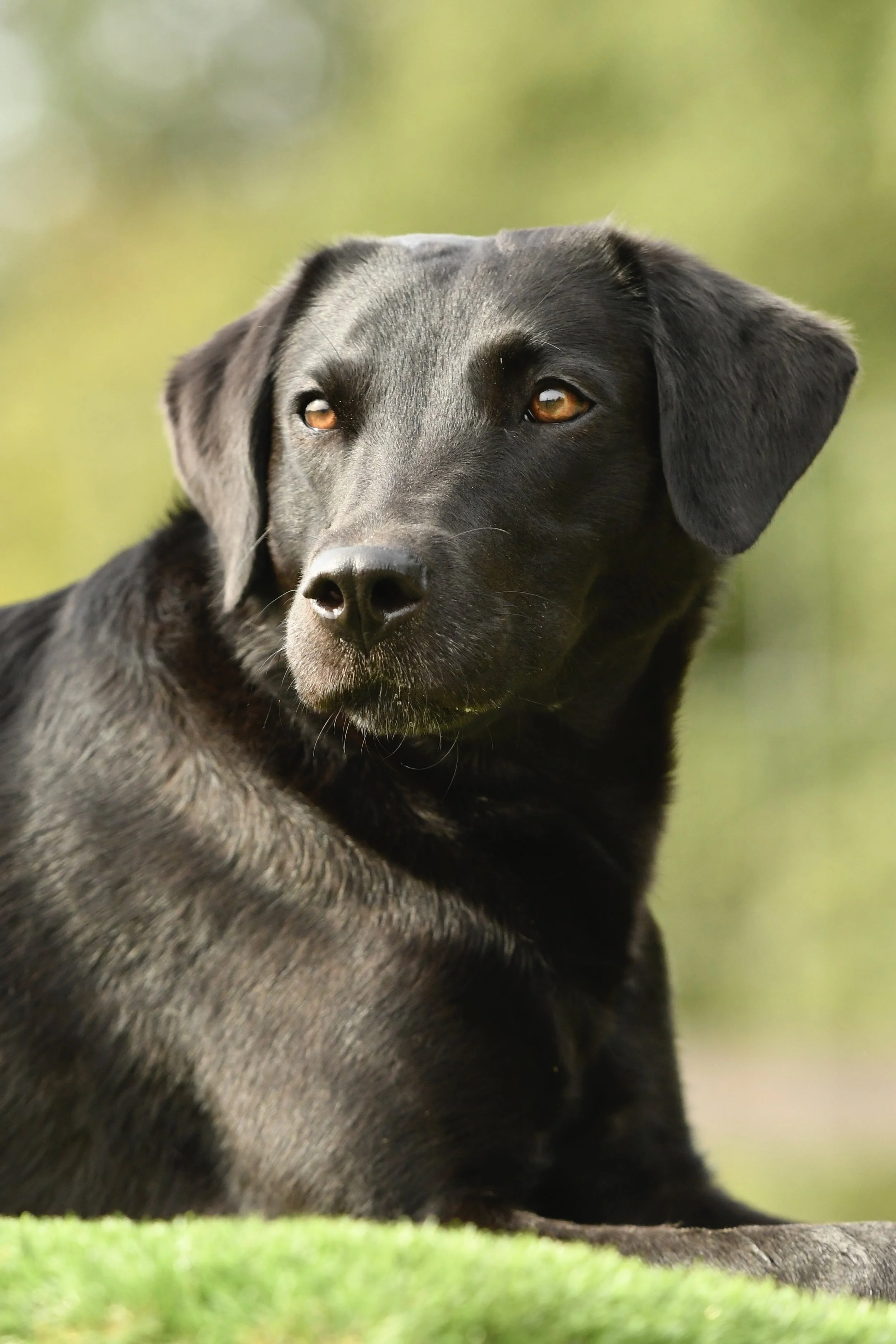 Pet Photography, Photography, Bury St Edmunds Photographer, young photographer, Pets