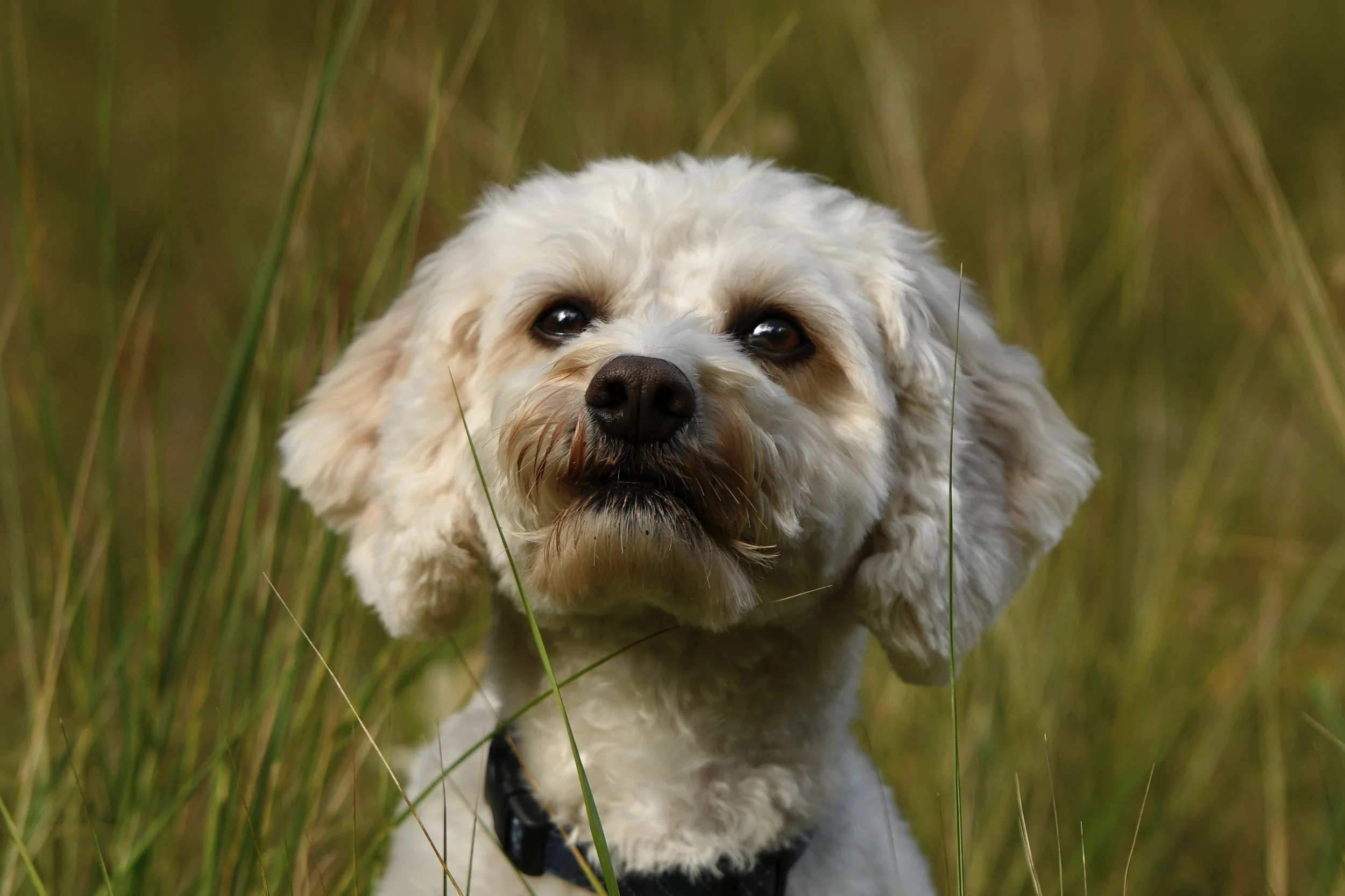 Close-up of a fluffy white dog with brown markings around its eyes and nose, sitting in tall grass outdoors.