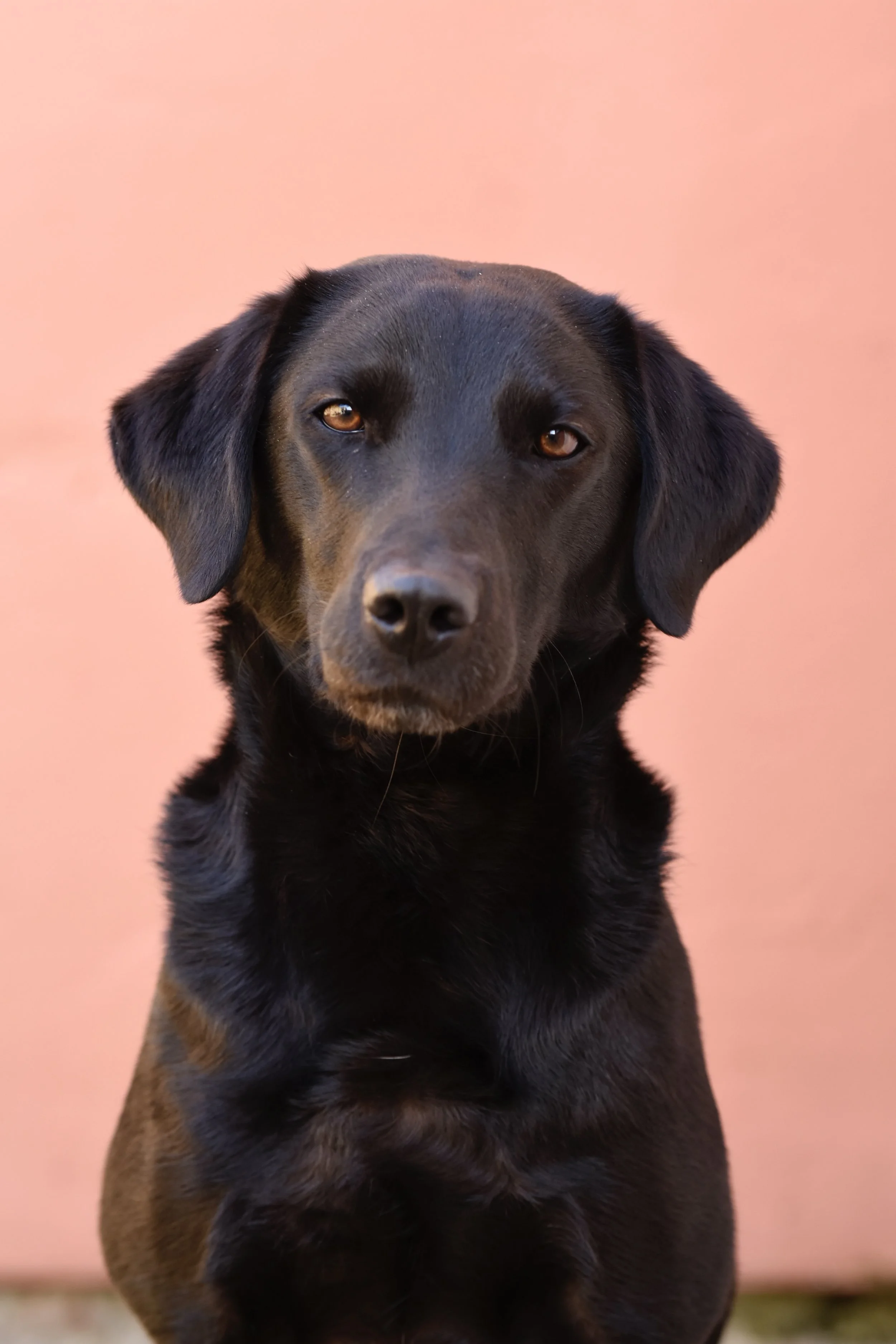 Pet Photography, Photography, Bury St Edmunds Photographer, young photographer, Pets