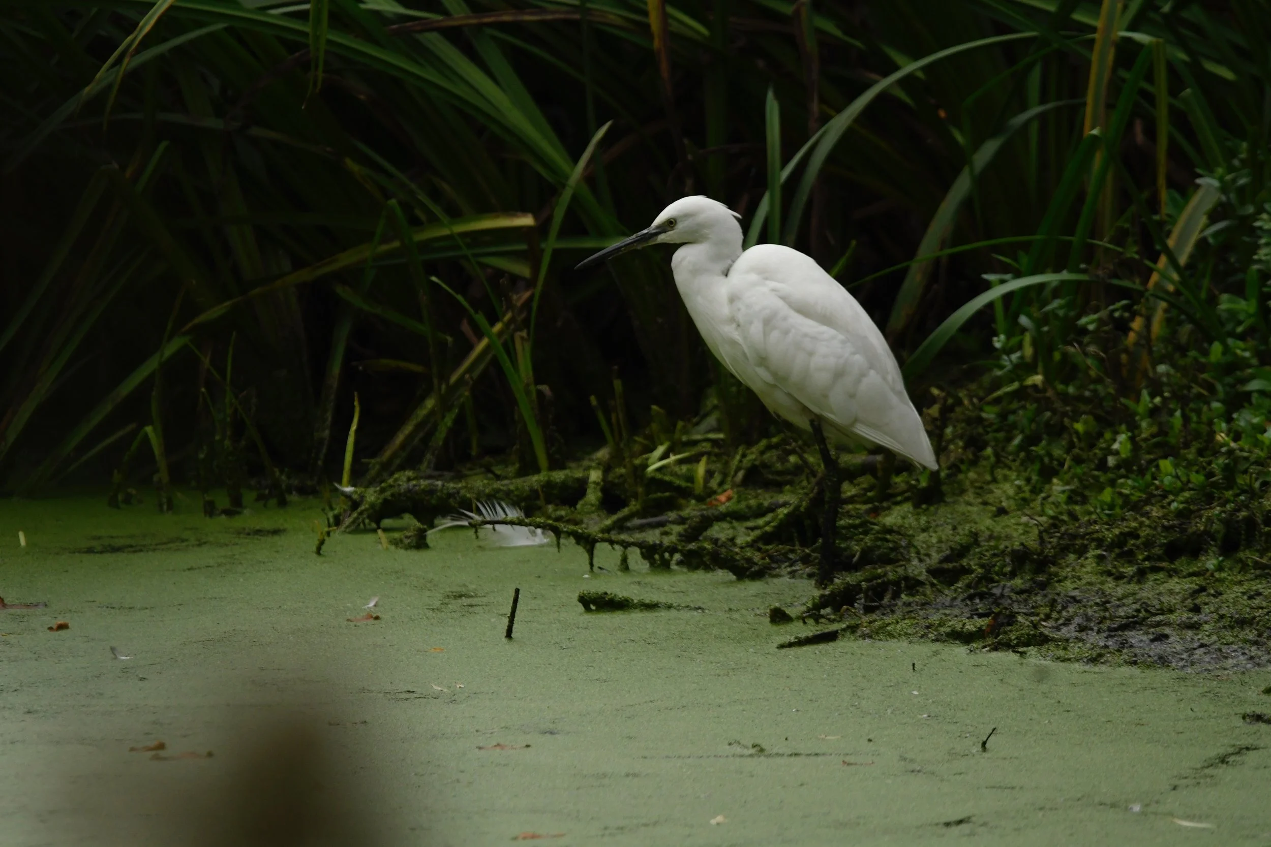 Wildlife photography, wildlife photographer, photographer, Bury St Edmunds photographer, wildlife, nature, TD Photographer,  TD Photography