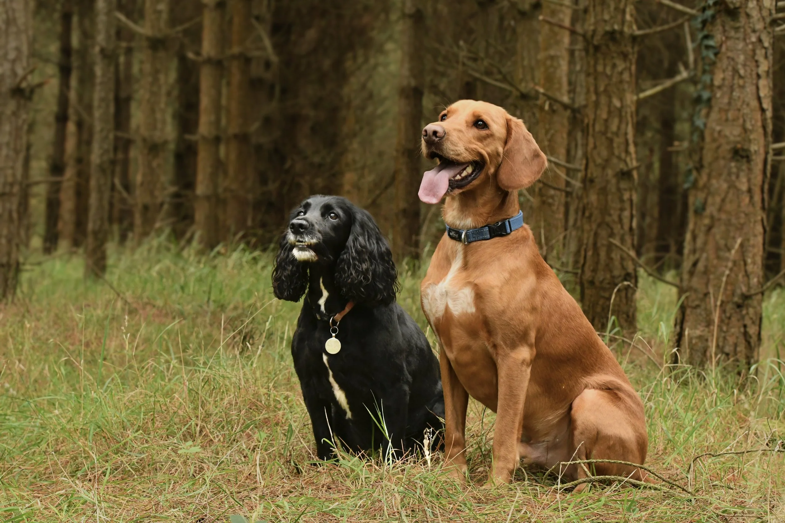 Pet Photography, Photography, Bury St Edmunds Photographer, young photographer, Pets