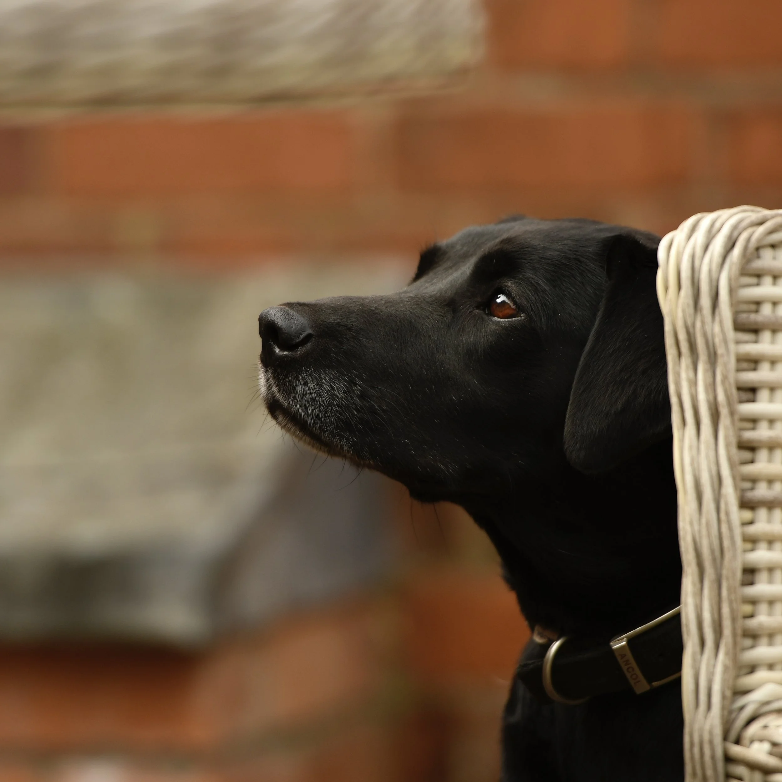 Pet Photography, Photography, Bury St Edmunds Photographer, young photographer, Pets