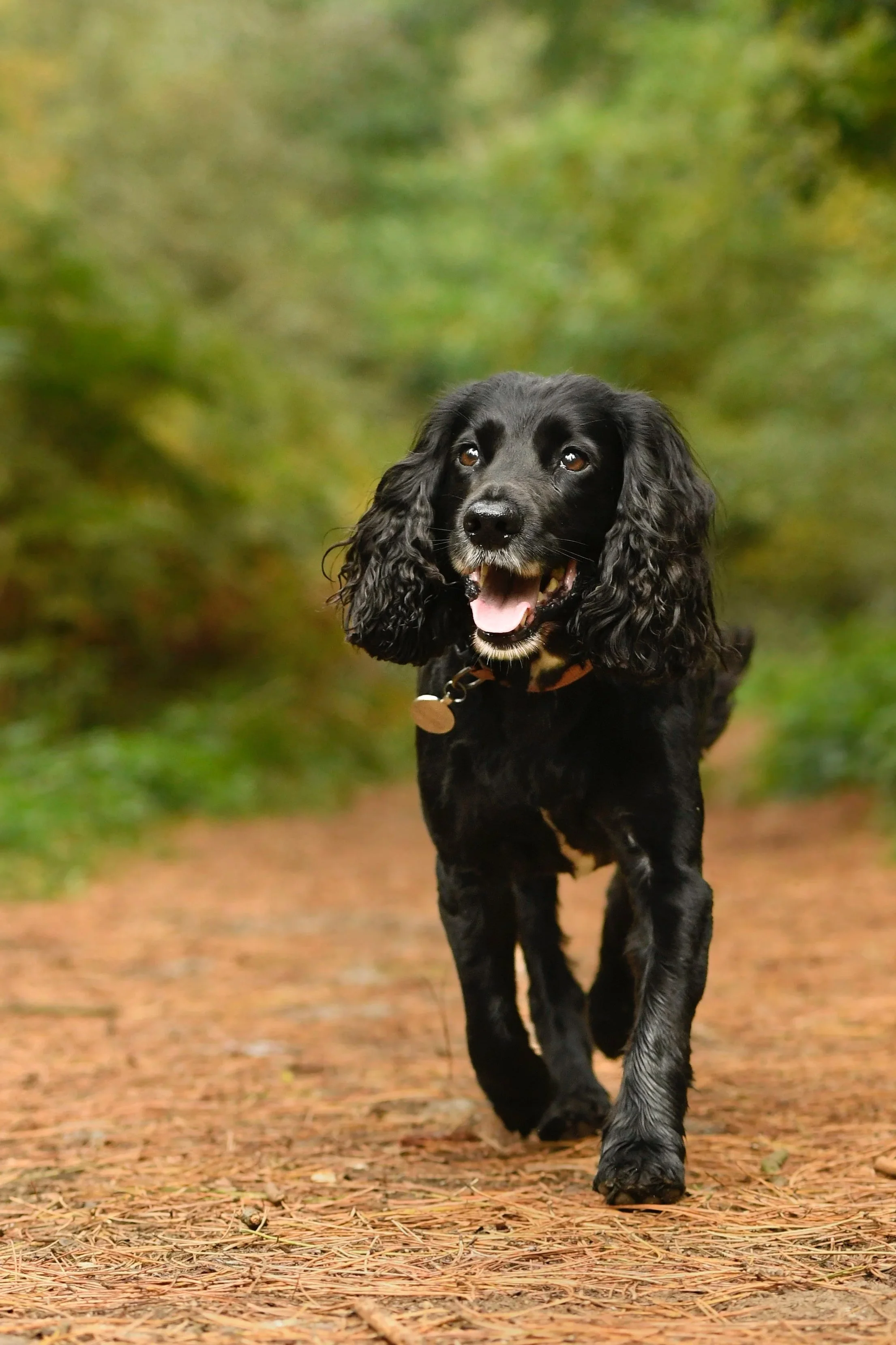 Pet Photography, Photography, Bury St Edmunds Photographer, young photographer, Pets