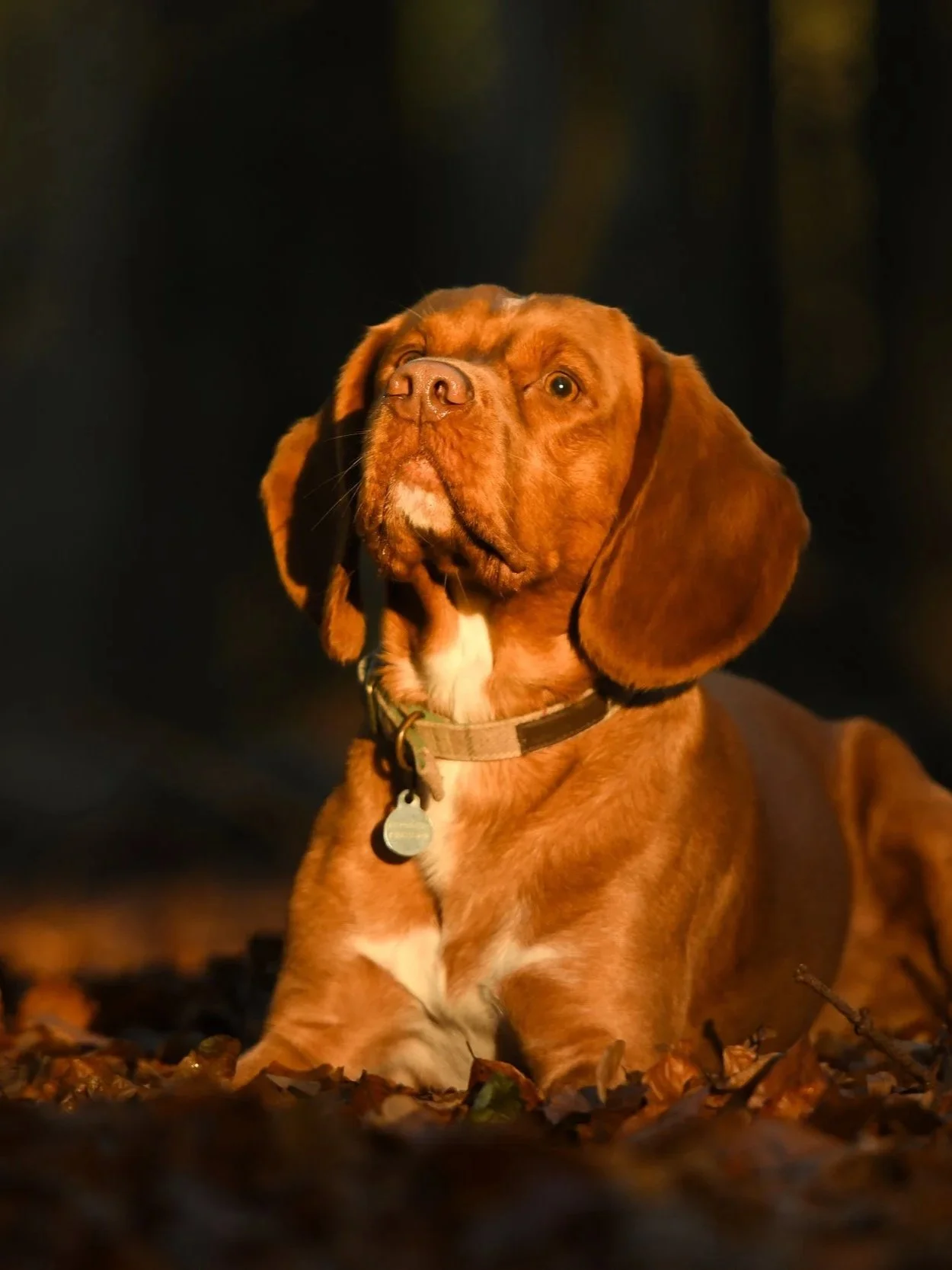 Pet Photography, Photography, Bury St Edmunds Photographer, young photographer, Pets