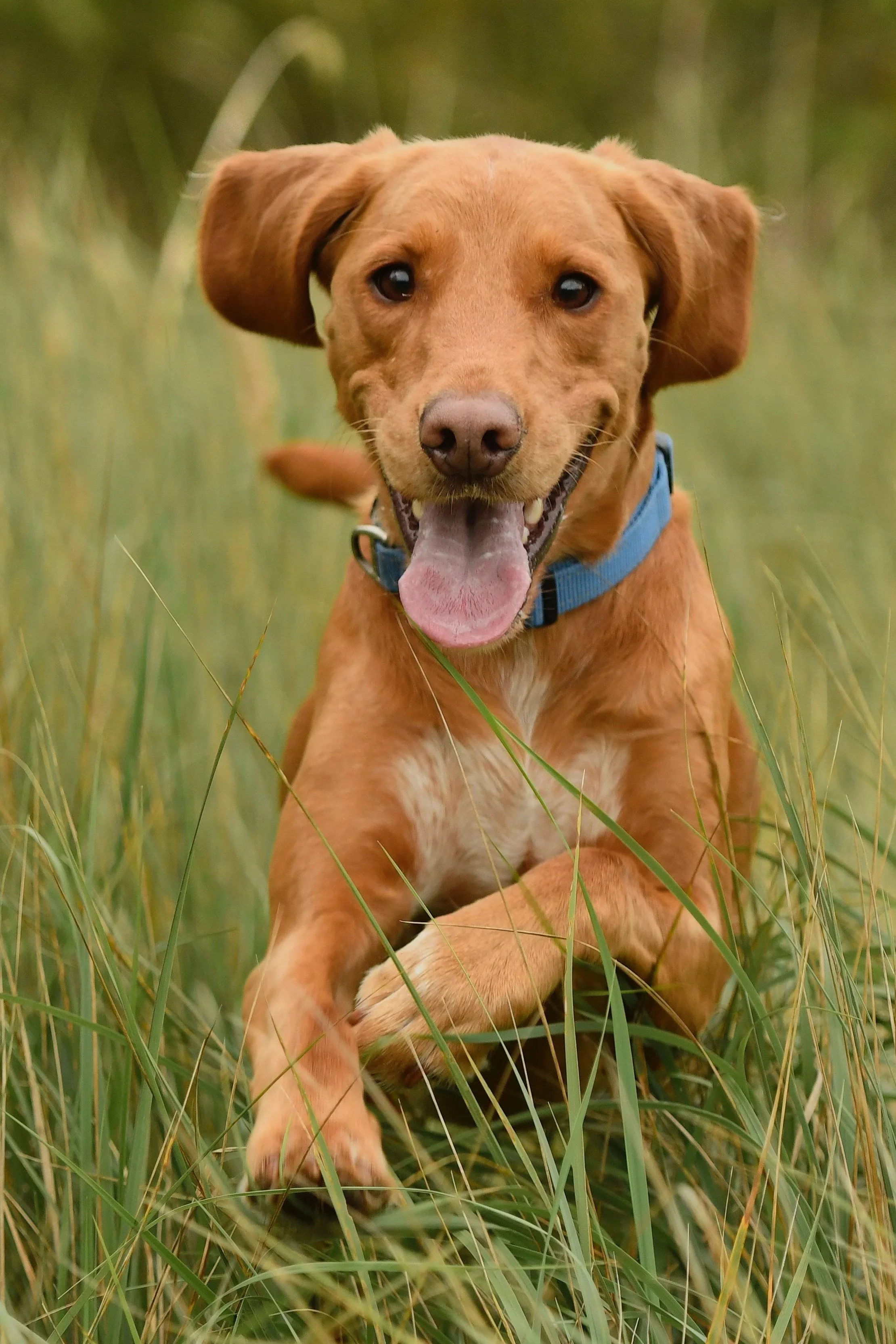 Pet Photography, Photography, Bury St Edmunds Photographer, young photographer, Pets