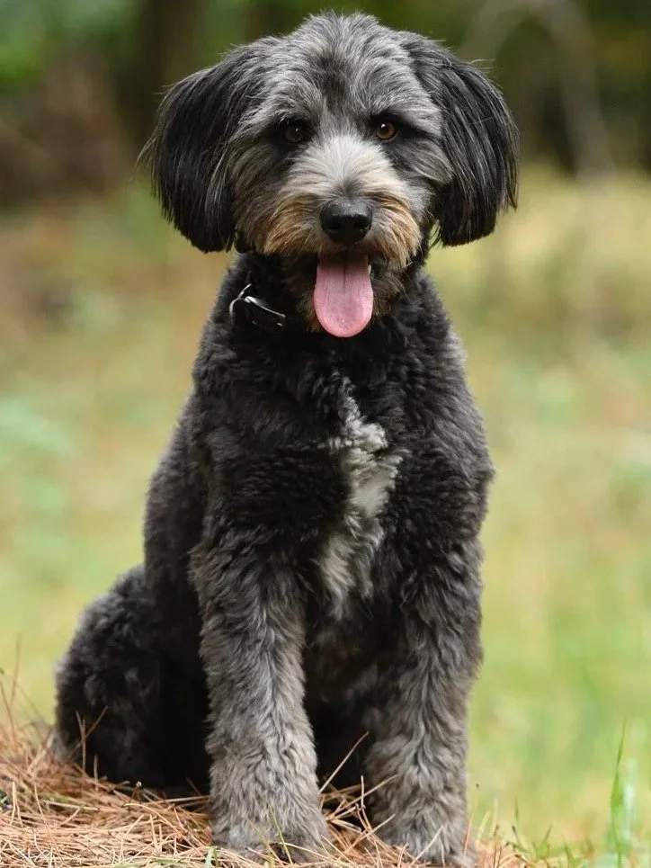 Pet Photography, Photography, Bury St Edmunds Photographer, young photographer, Pets