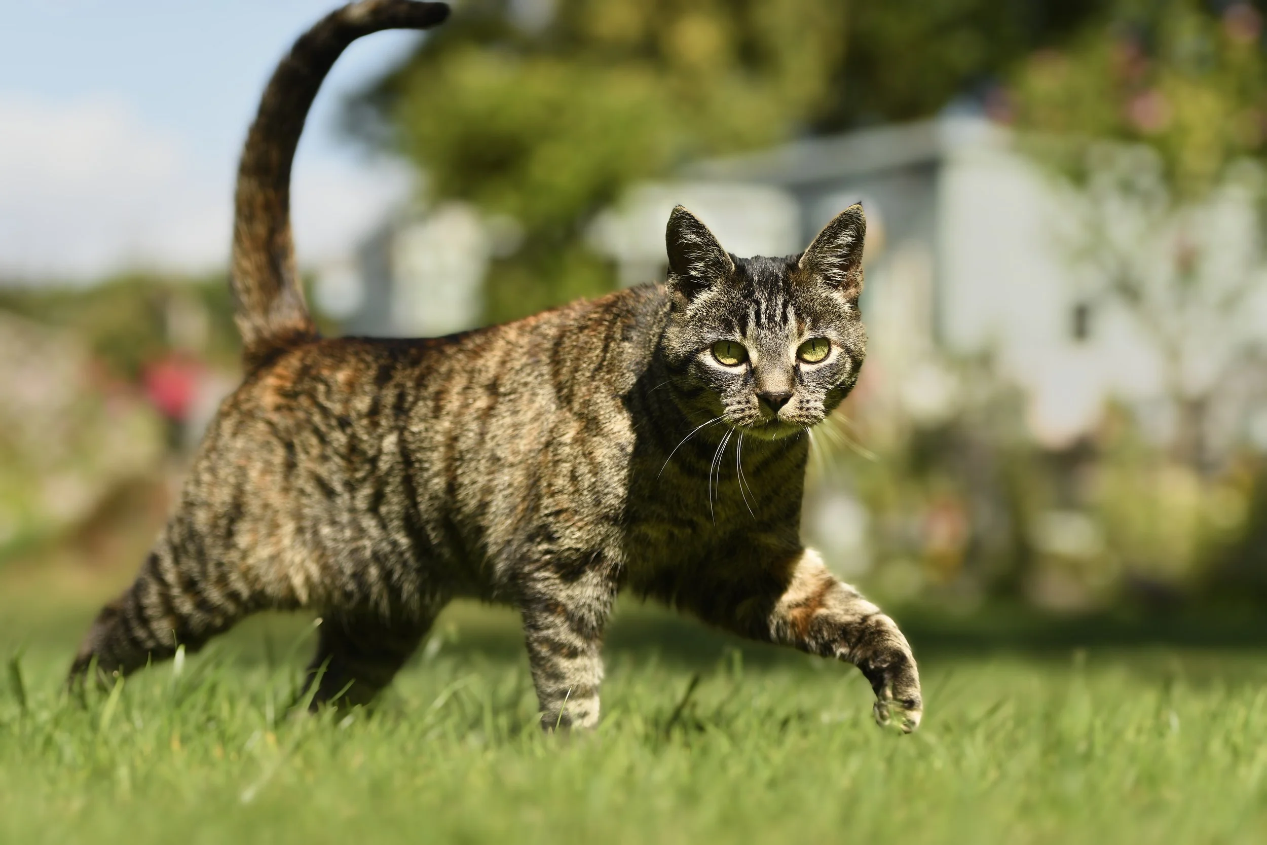A tabby cat with green eyes walking on the grass in a park or garden with blurred trees and houses in the background.