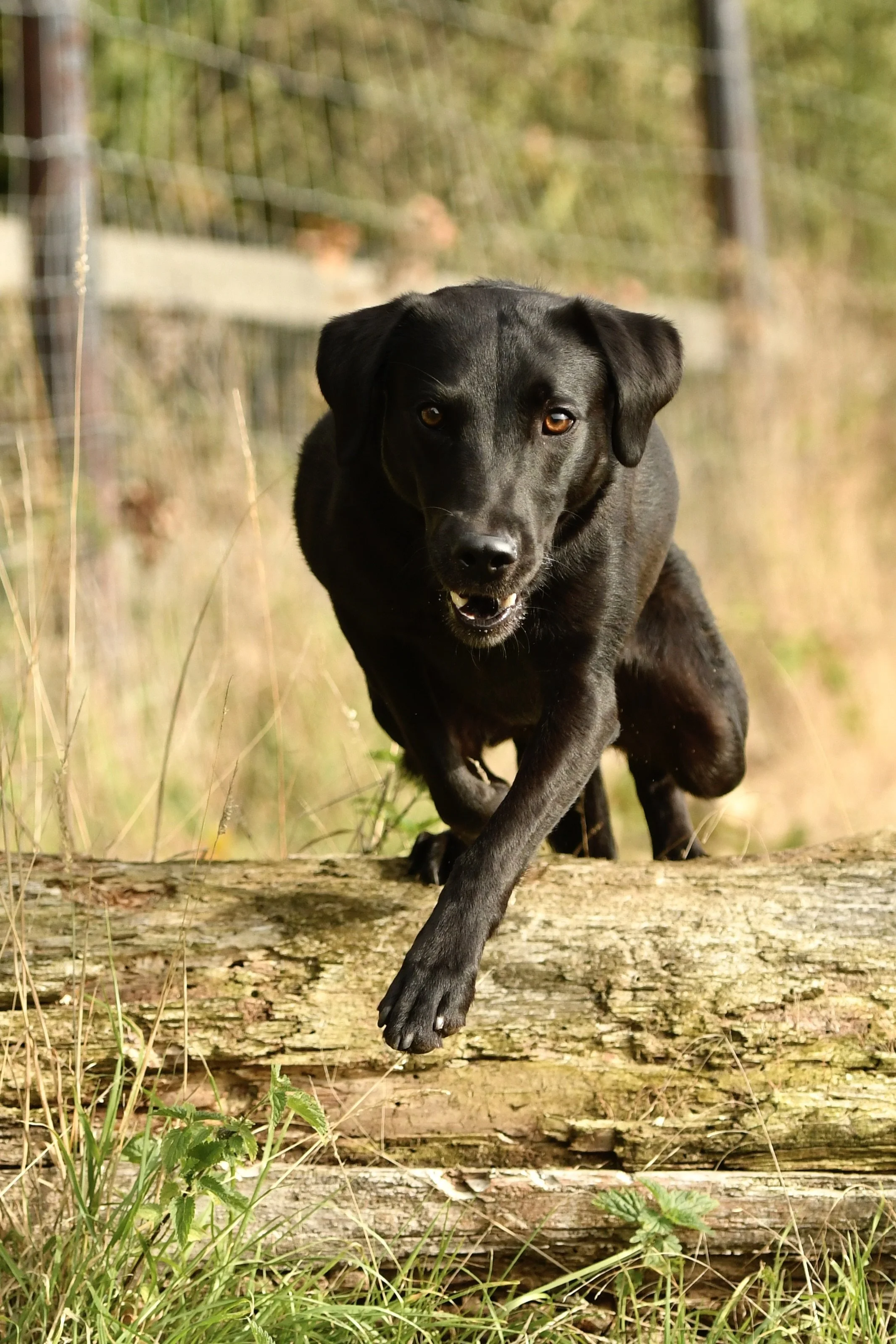 Pet Photography, Photography, Bury St Edmunds Photographer, young photographer, Pets