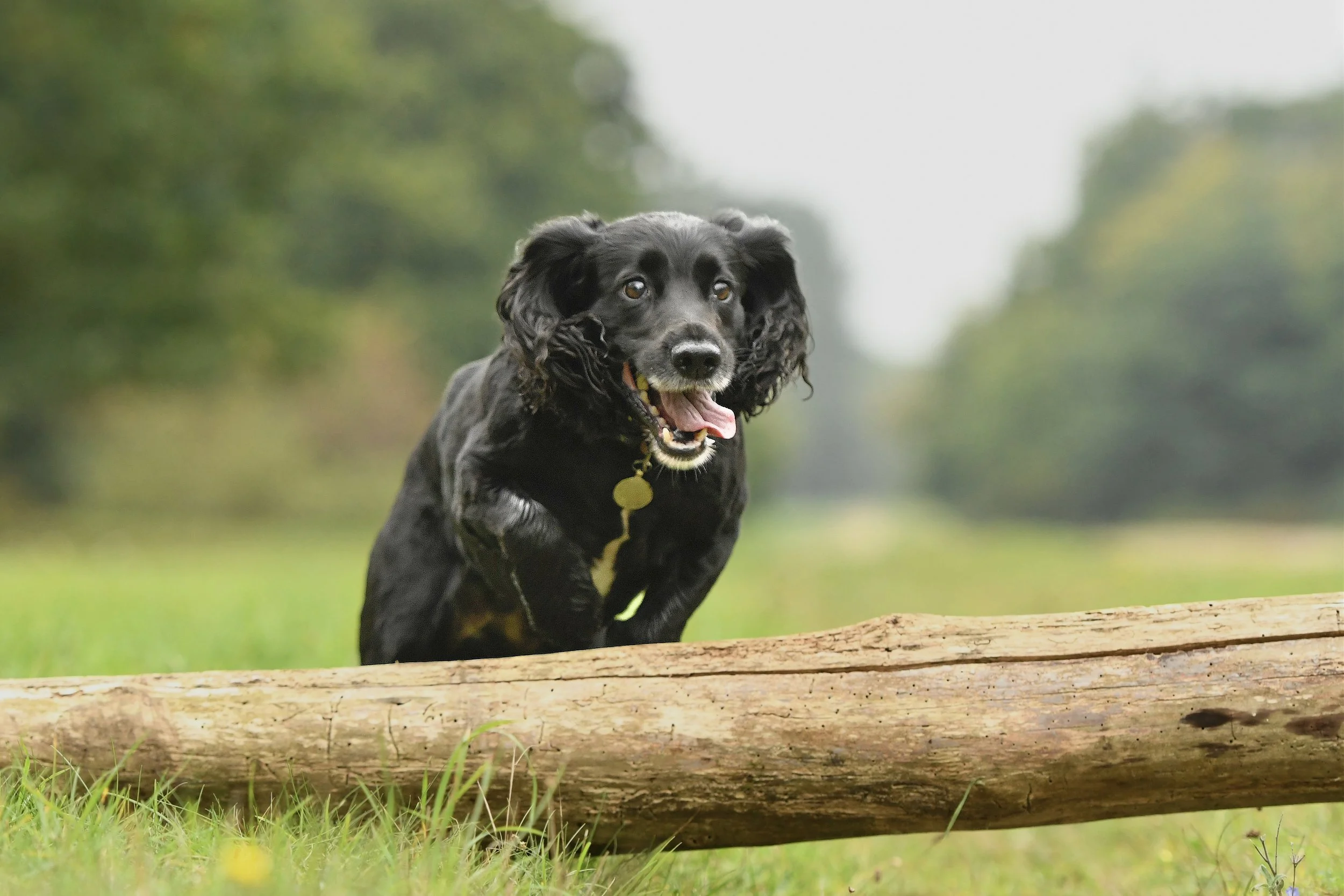 A black dog with curly ears and a collar jumping over a log in a grassy field.