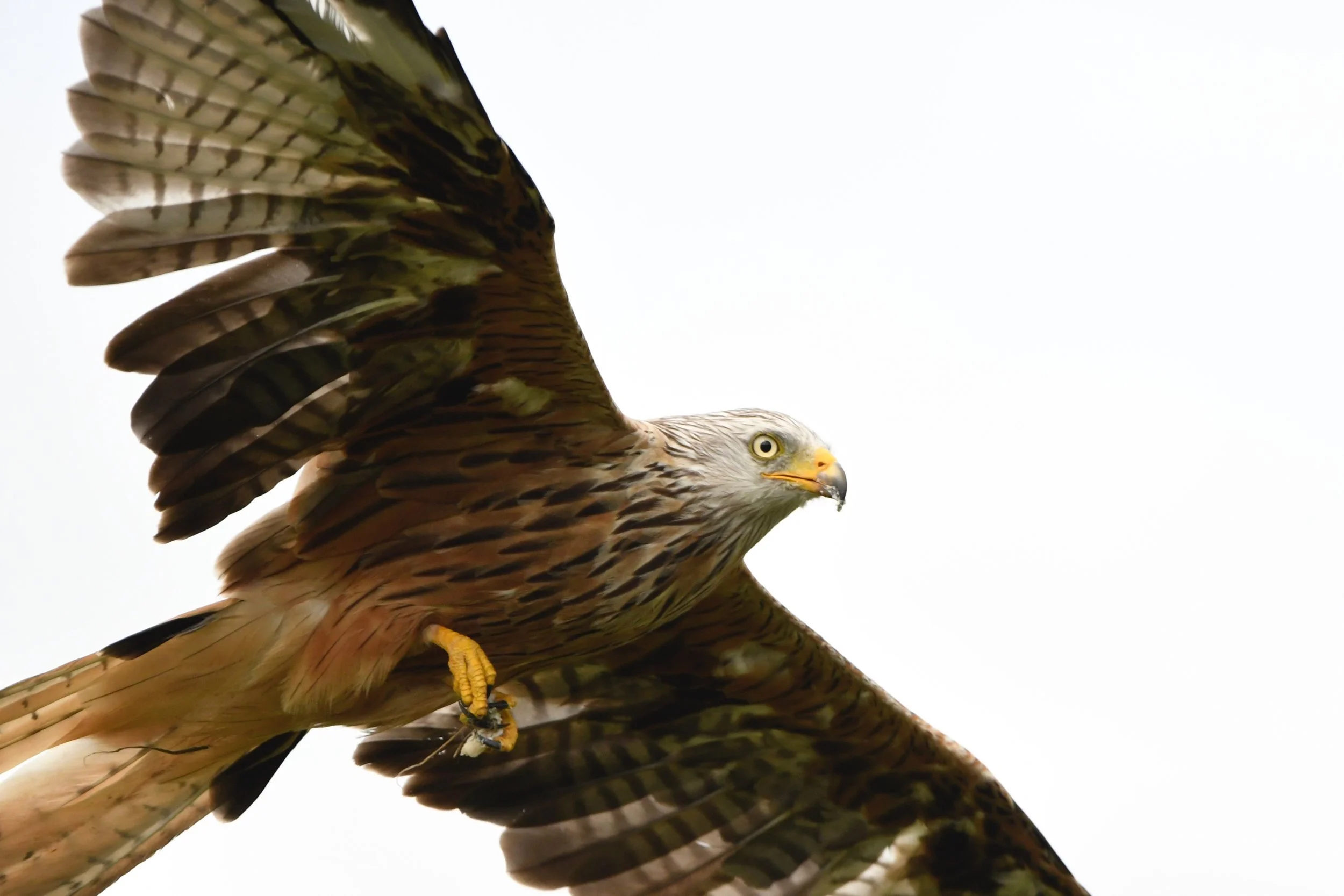 Wildlife photography, wildlife photographer, photographer, Bury St Edmunds photographer, wildlife, nature, TD Photographer,  TD Photography