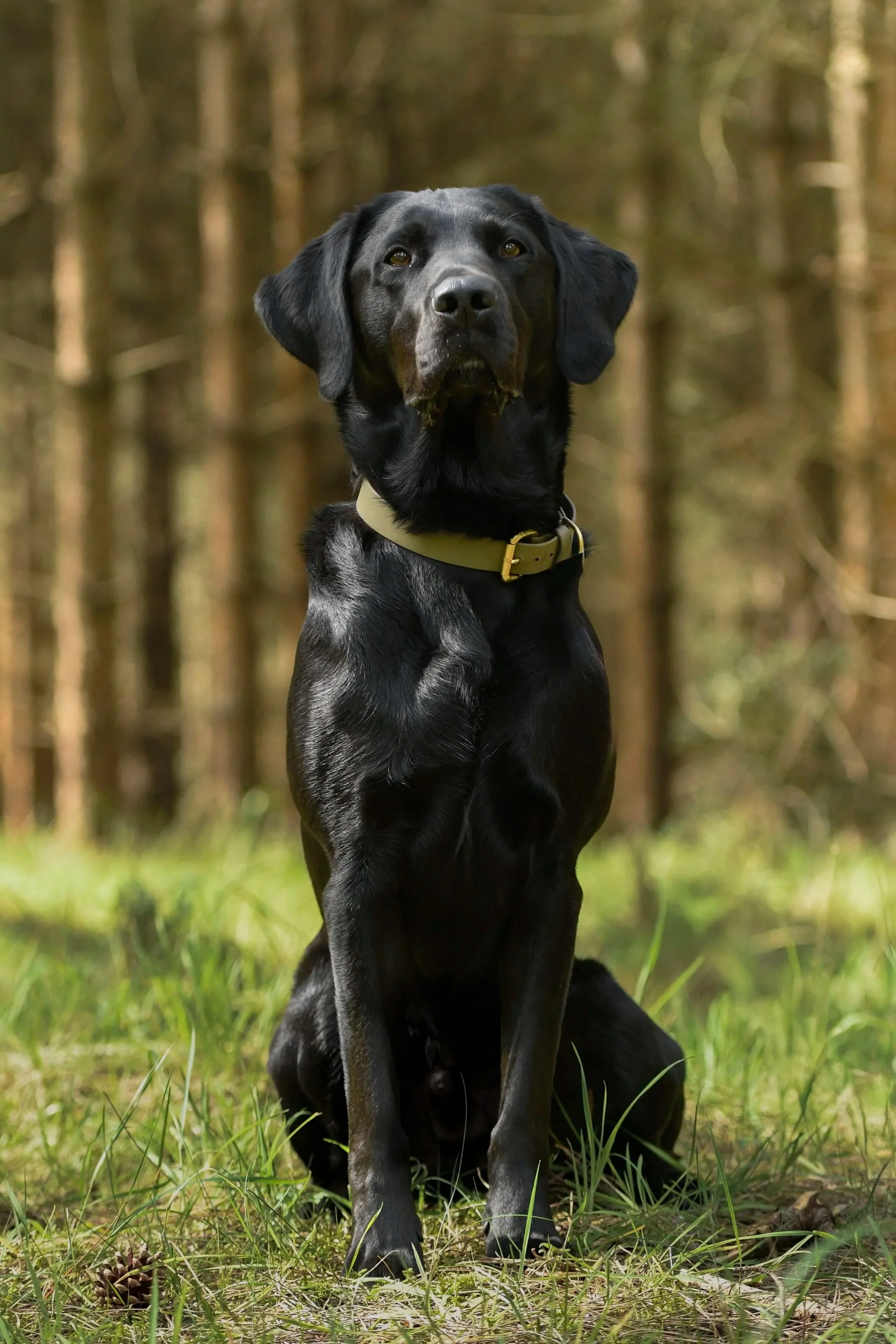 Pet Photography, Photography, Bury St Edmunds Photographer, young photographer, Pets