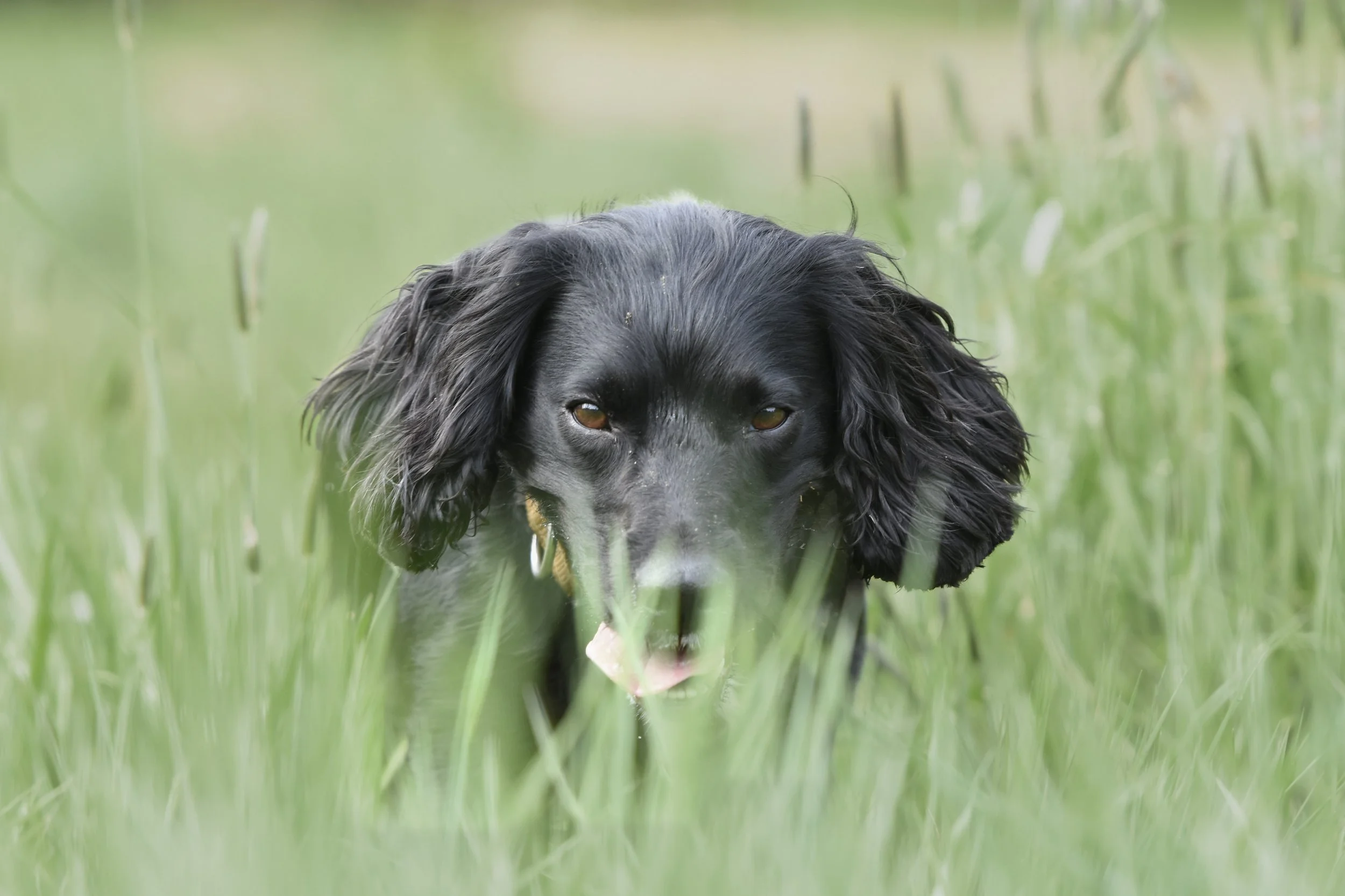 Pet Photography, Photography, Bury St Edmunds Photographer, young photographer, Pets