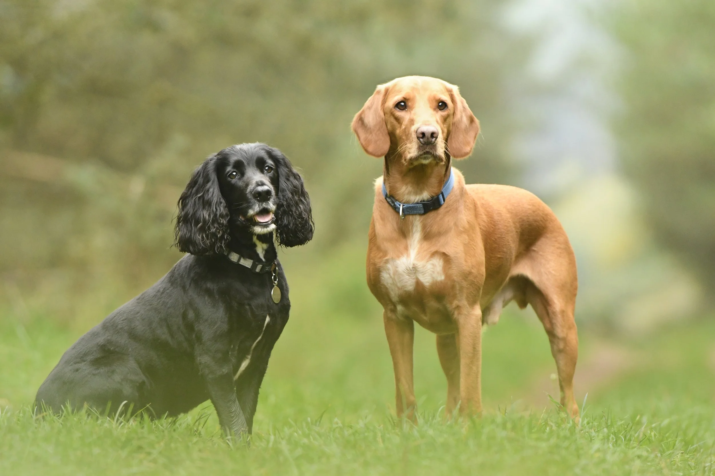 Pet Photography, Photography, Bury St Edmunds Photographer, young photographer, Pets