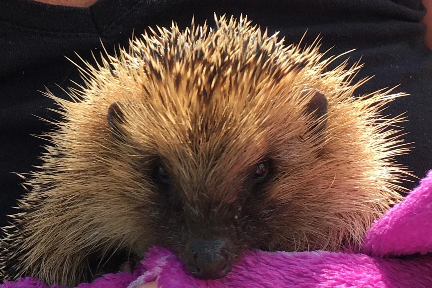 Family Hedgehog & Wildlife Activity Morning
