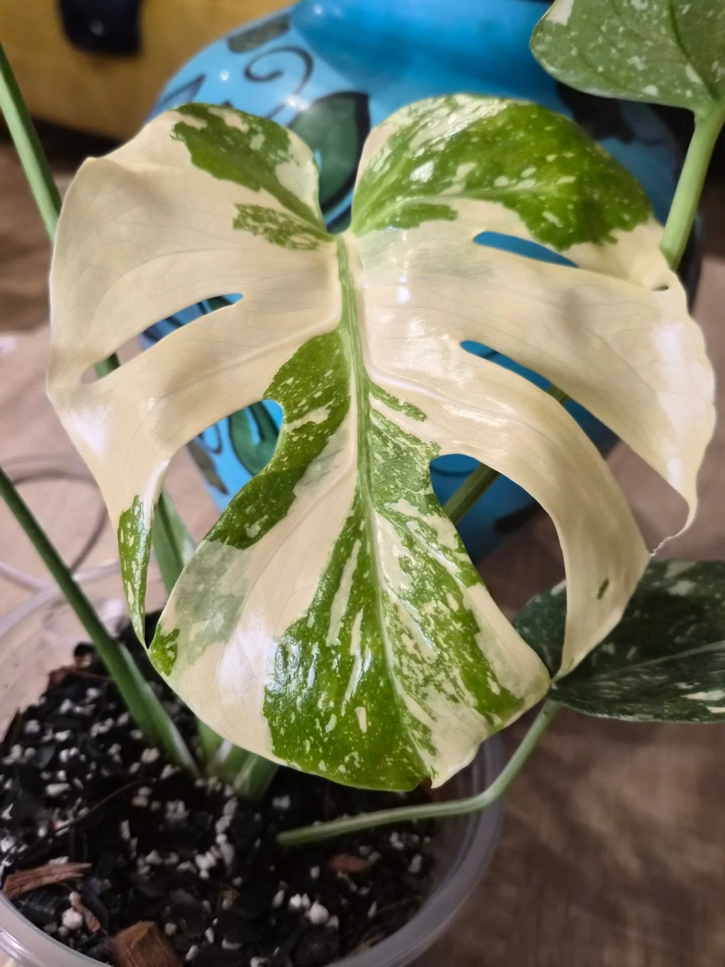 New leaf, who dis? 🌱

Now THIS is a HIGH variagation Monstera Thai Constellation 🤩🤩🤩

The latest emerging leaf is a SHOWSTOPPER!

There's a reason this is our signature genus ✨️

What do yall think? ⬇️⬇️⬇️

#indoorplants #thaiconstellationmonster