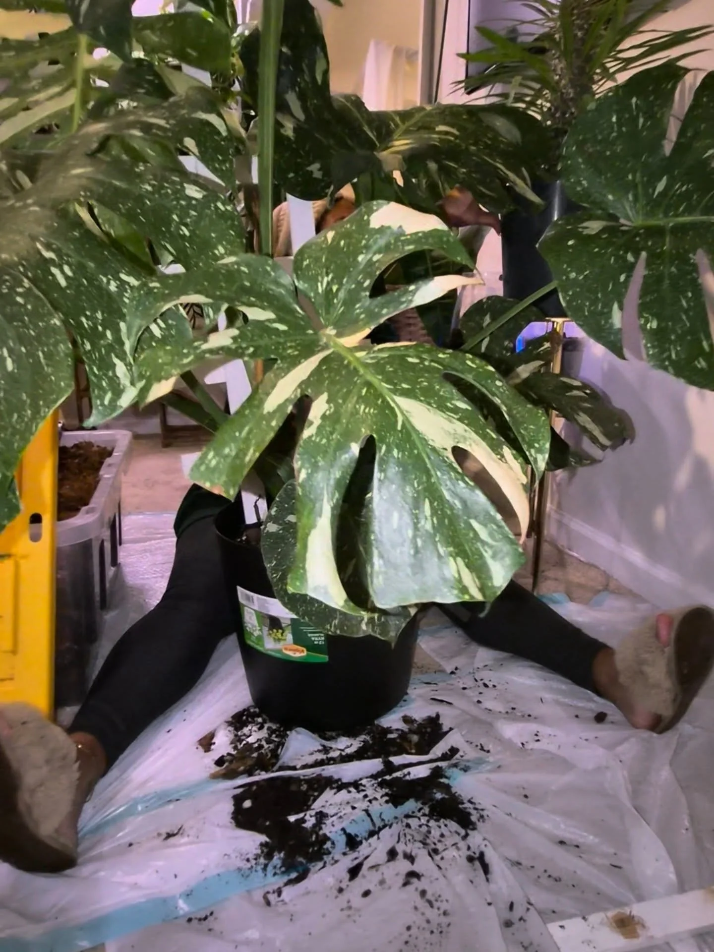 Thai 5, Me 1 🫠 #BigPlantRepot 

Swipe to see how she knocked my beanie inside out 🙃

Magic needed a new home, as evidenced by the BIG root growing beneath her 10" planter 😬

She's so juicy! She's now in a 12" planter with a new trellis a