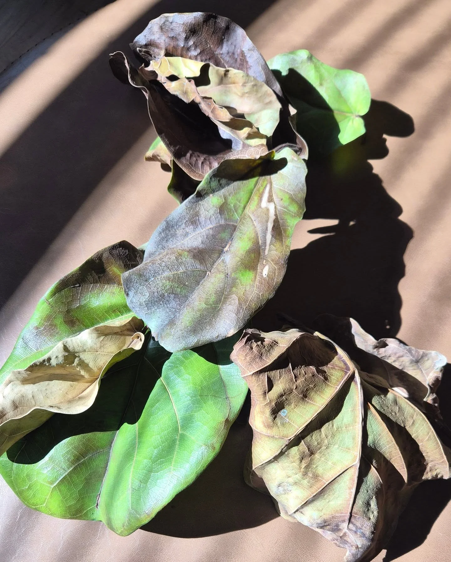 Guess who's being DRAMATIC today 🙄🙄🙄

#FLF #figgysmalls #Fig