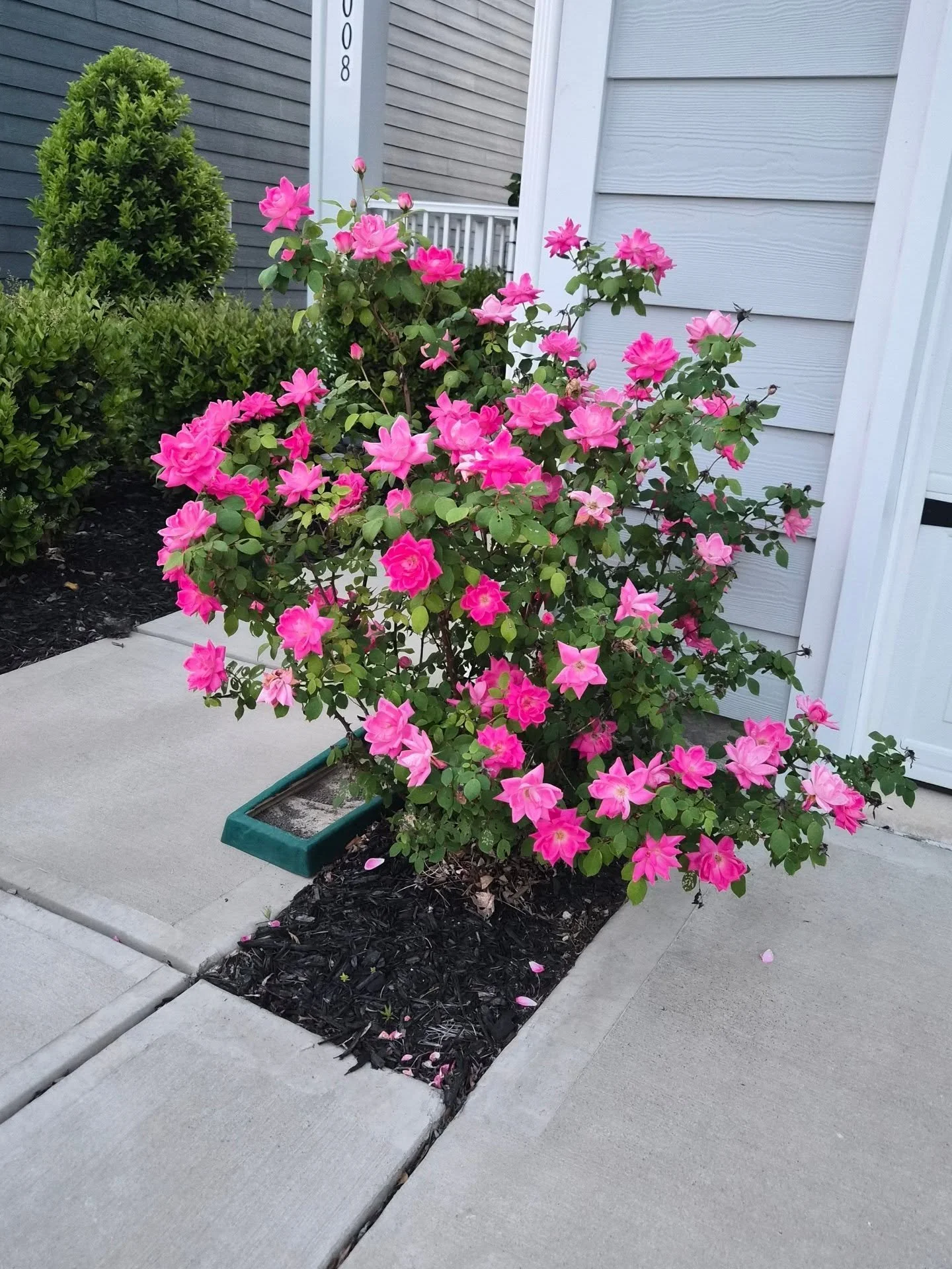 Dopamine rush 🌸🥰🌱✨️🧚&zwj;♀️

Did you know that flowers activate a part of your brain tied to happiness, creativity and pleasure?

Go outside and touch a plant for a natural mood boost today - we could all use it!

#flowergarden #plantlife #plantc