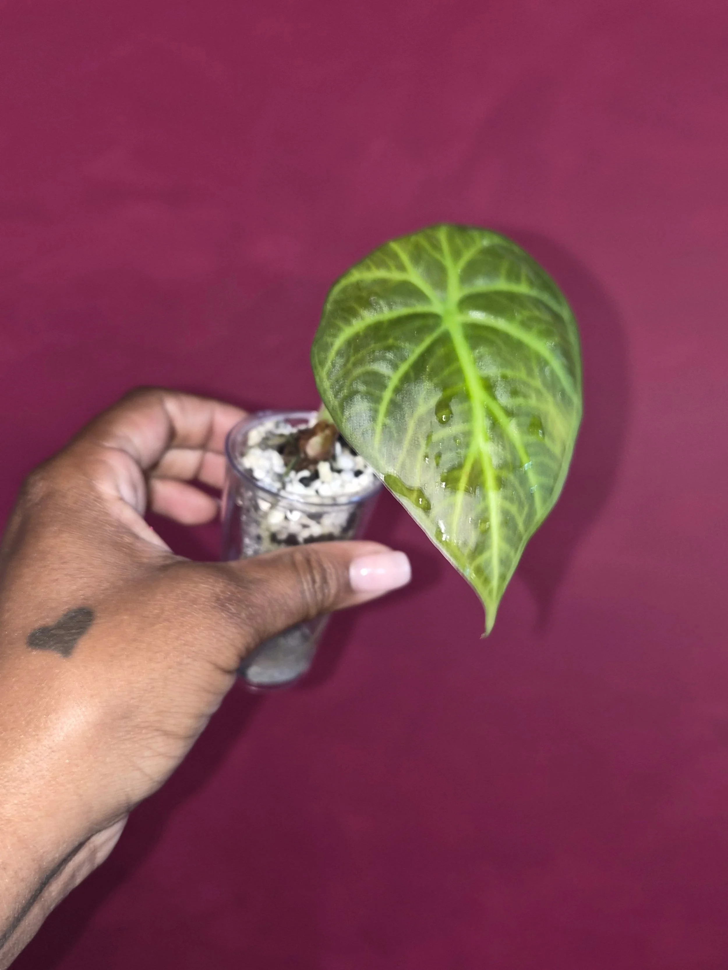 I love making plant babies 🥰🌱👶

The science of baby plants from seed + tissue cultures has always been fascinating to me. 

Alocasias are one of the genus of plants that just always keeps giving 💚 Im so grateful.

Corms are fascinating and I grew