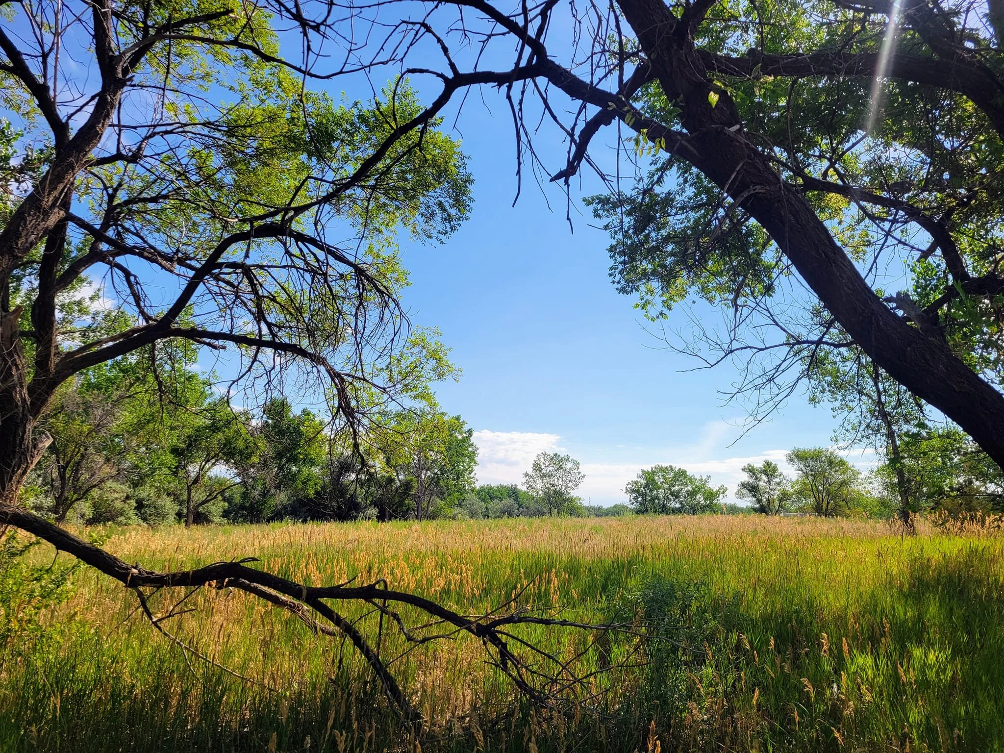 A scenic view of a grassy field with trees and a bright blue sky with some clouds, taken on a sunny day.