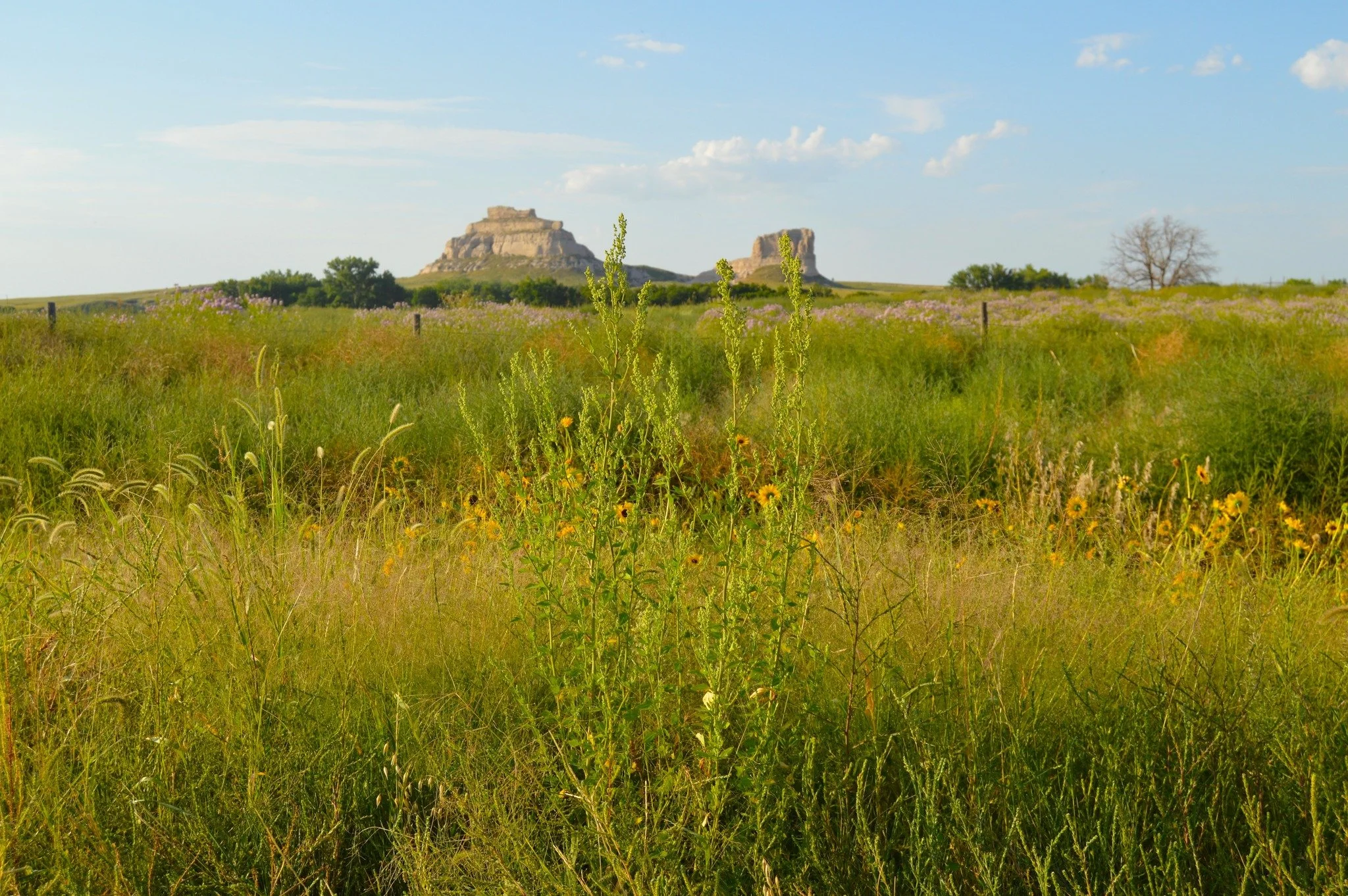 Open grassy field with wildflowers and tall plants in the foreground, with two flat-topped rock formations in the distance under a partly cloudy sky.