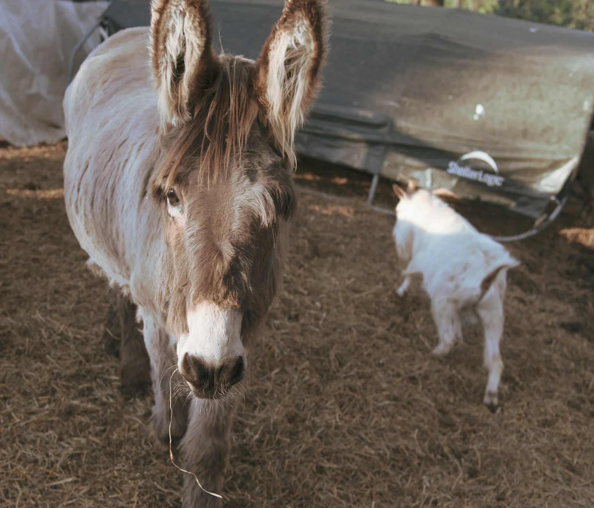 Close-up of a brown and white horse with a dark mane, standing on dirt ground with a large trailer in the background.
