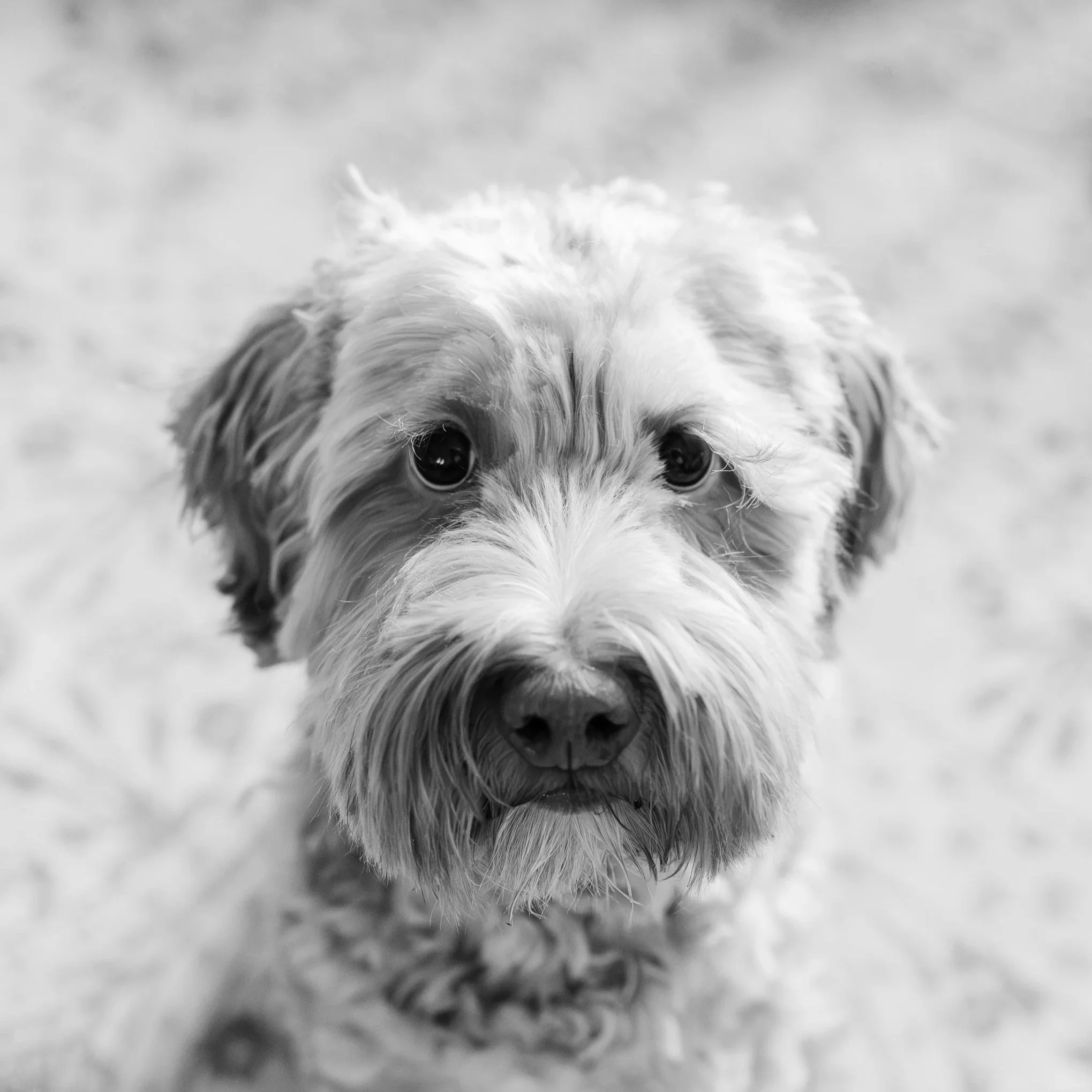a mini Australian Labradoodle Lottie