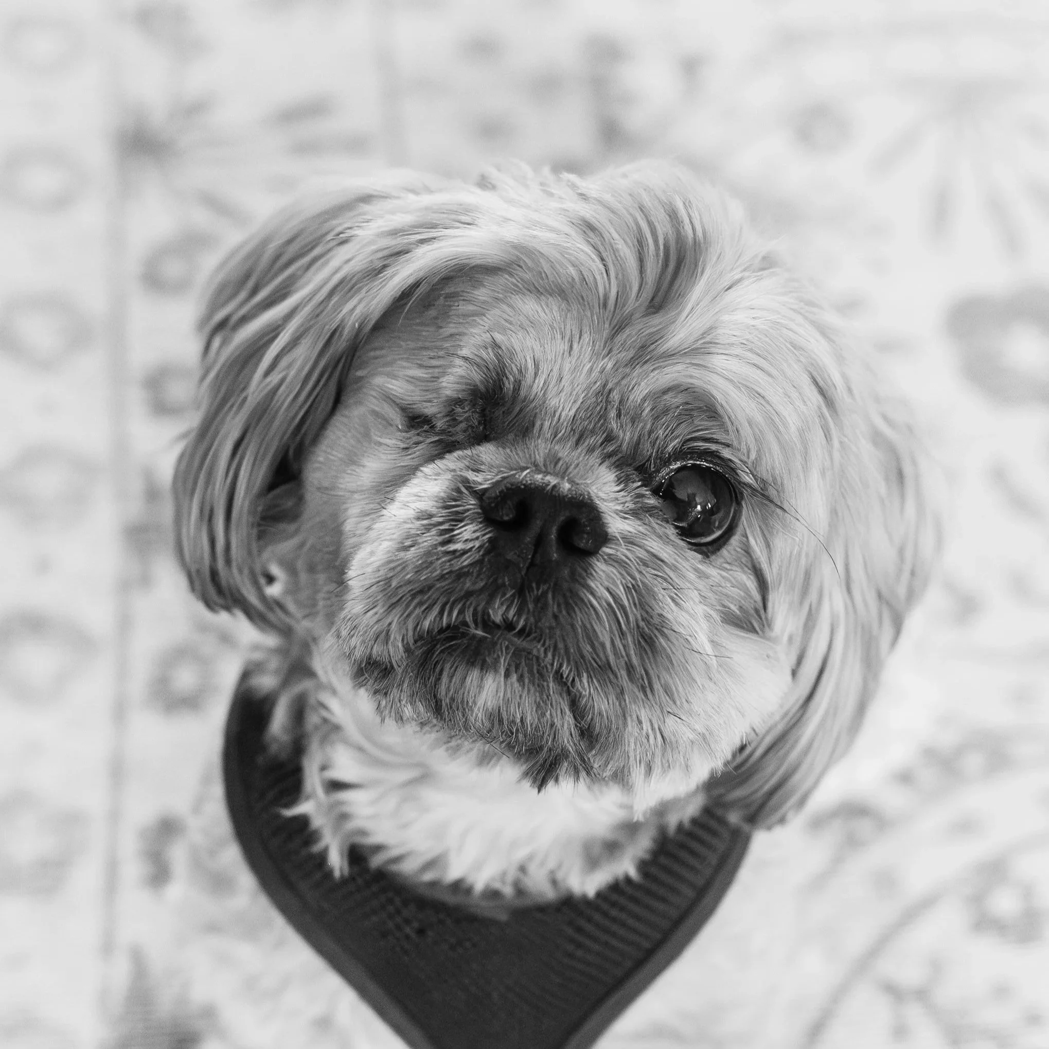 a Shih Tzu named Georgie