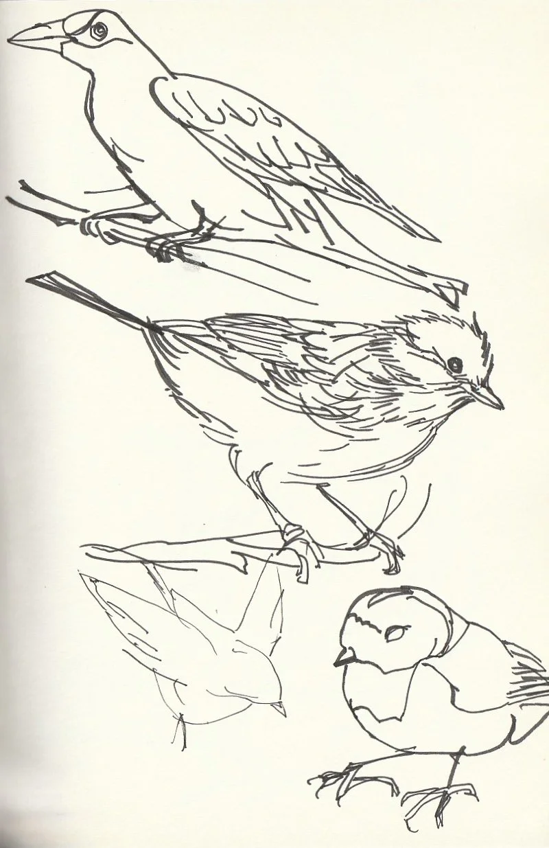 Line drawing of four different bird species, each perched on a branch or ground.