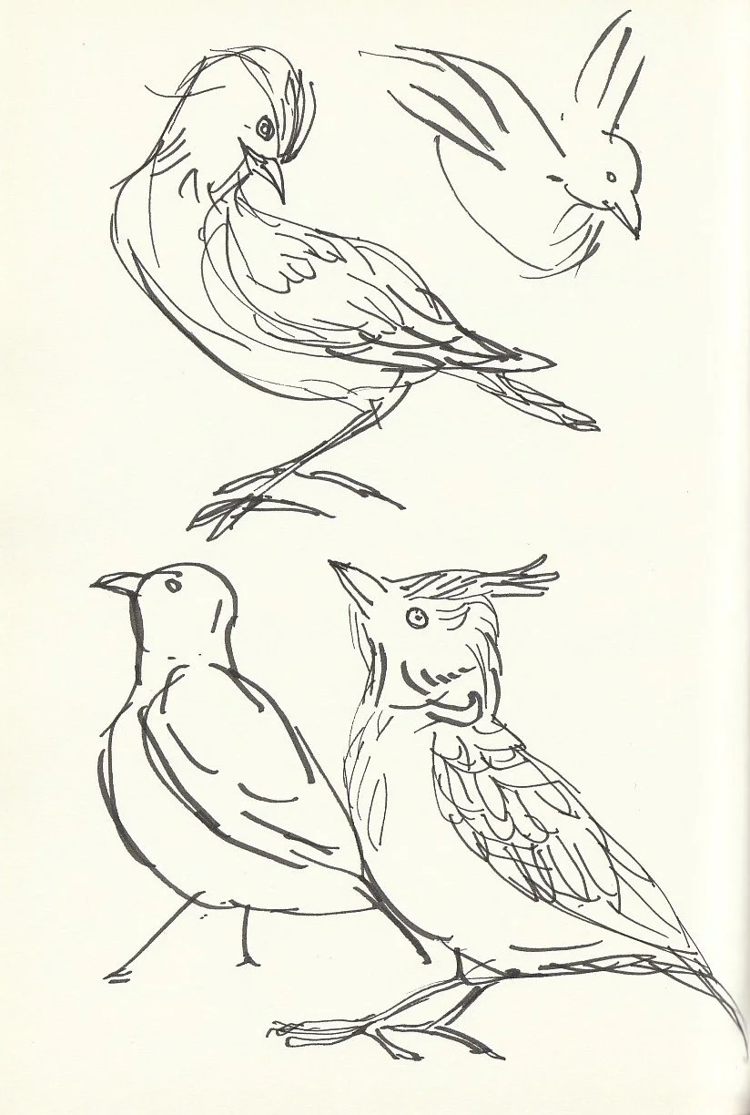 Line drawing of four different birds, each with distinct features, drawn with simple black lines on a light background.