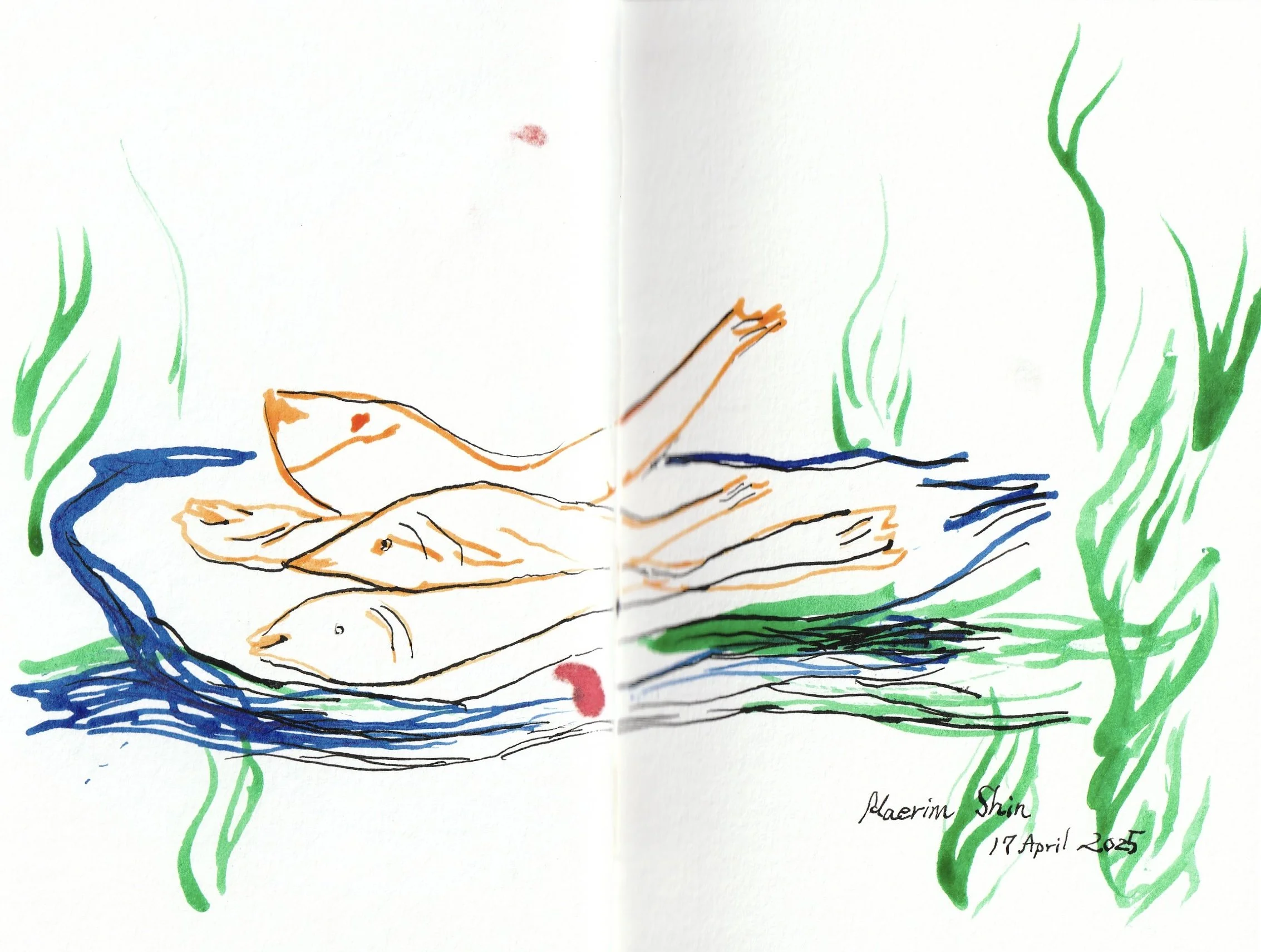 A colorful, sketch-style drawing of three fish in a body of water with green aquatic plants on the sides, signed by Haerim Shin and dated April 17, 2025.