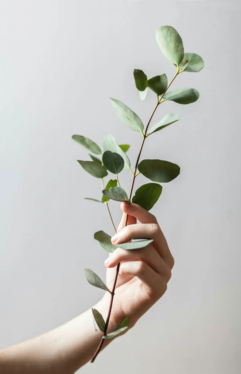 A hand holding a sprig of green leaves against a plain, light gray background.