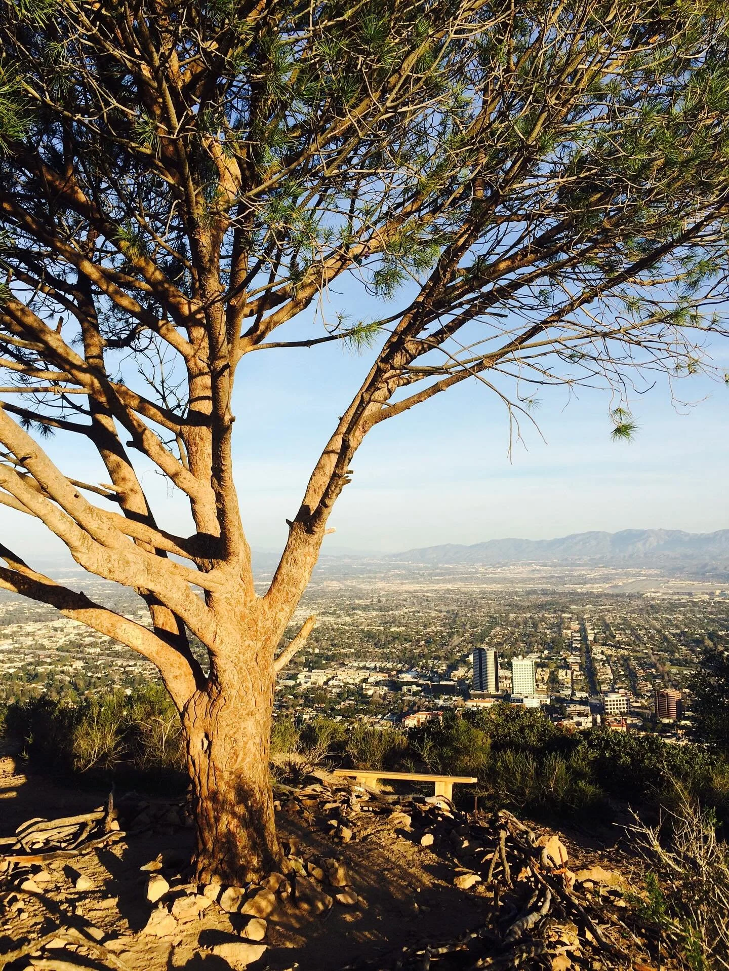 Did you know LA is full of great hikes? 

This one up to the Wisdom Tree is no joke&mdash;I was carrying a baby 👶 and still made it. At the top, it&rsquo;s just you, the city views, and this lone pine tree standing strong on the ridge. Stunning!

Ch