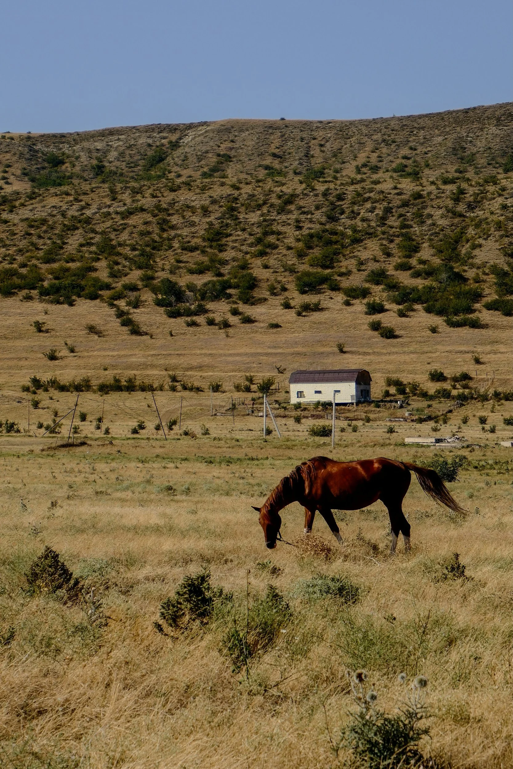 Saddle Up: Why Dude Ranch Vacations Are Growing in Popularity