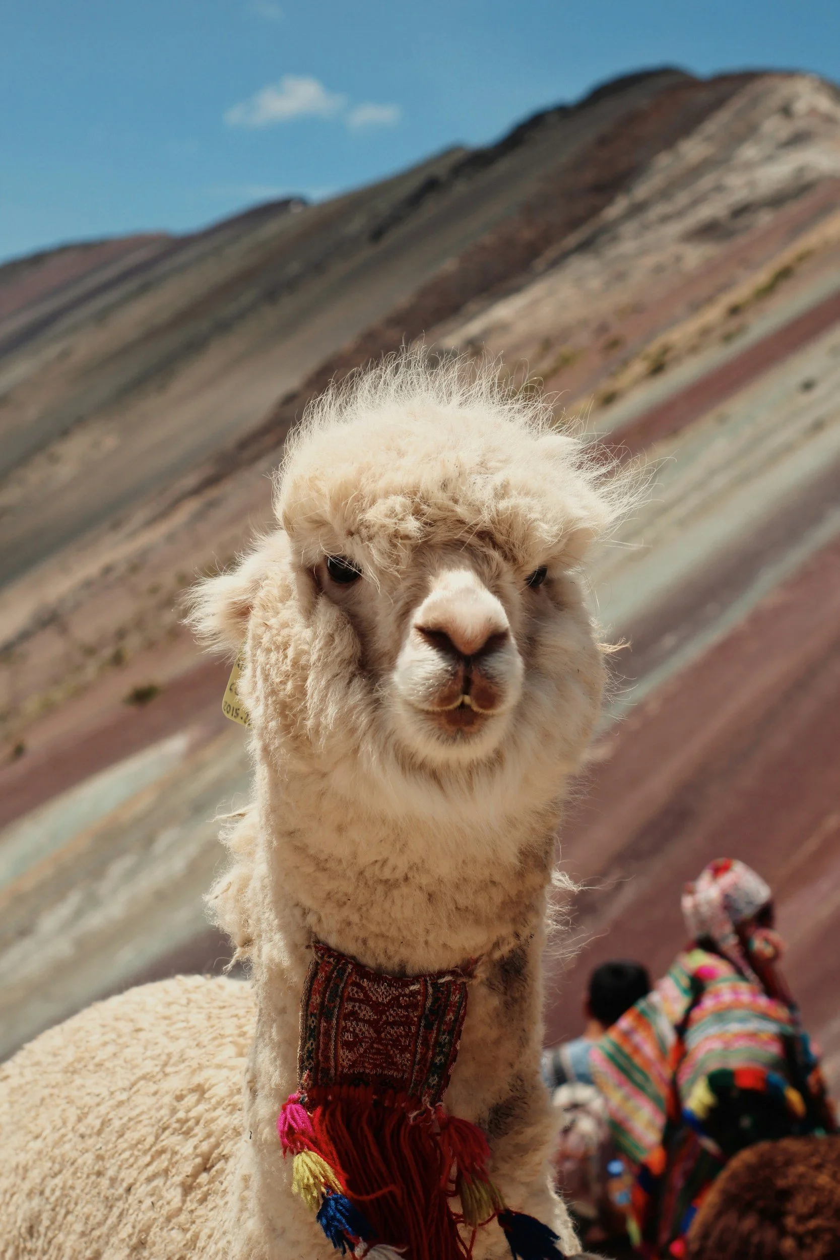 A close-up of a llama with a woolly white coat, wearing a colorful woven harness, against a backdrop of colorful hills and people in traditional clothing.