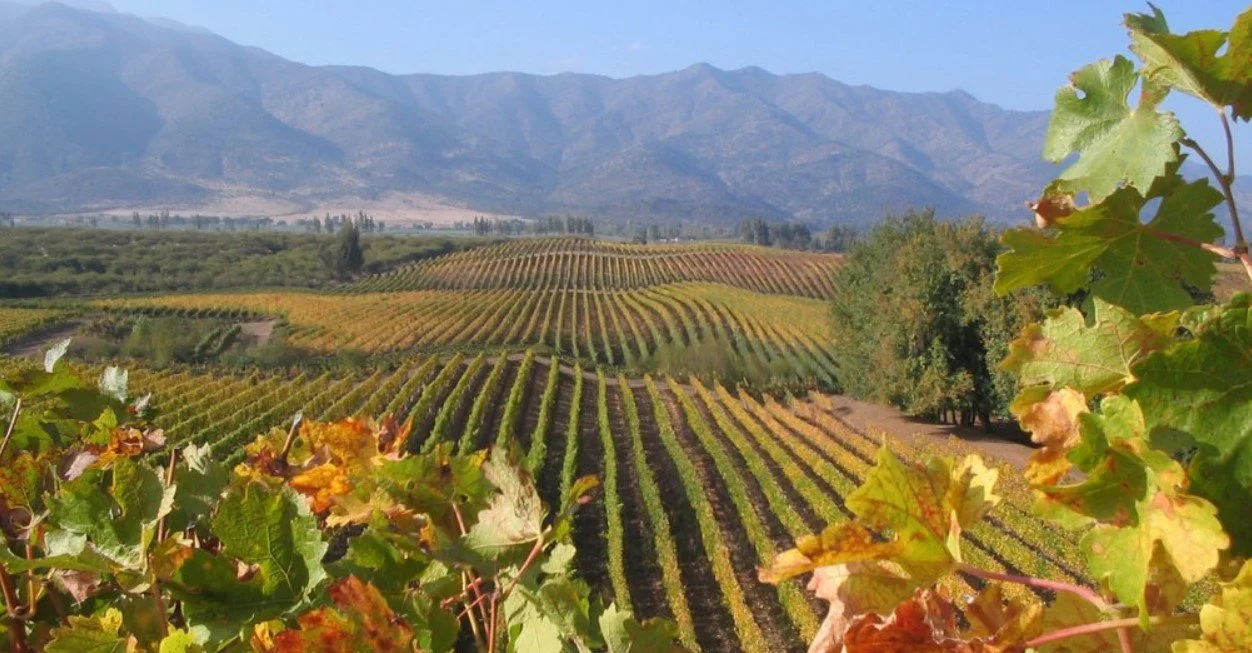Colchagua Valley: Come for the Wine, Stay for the Vibe