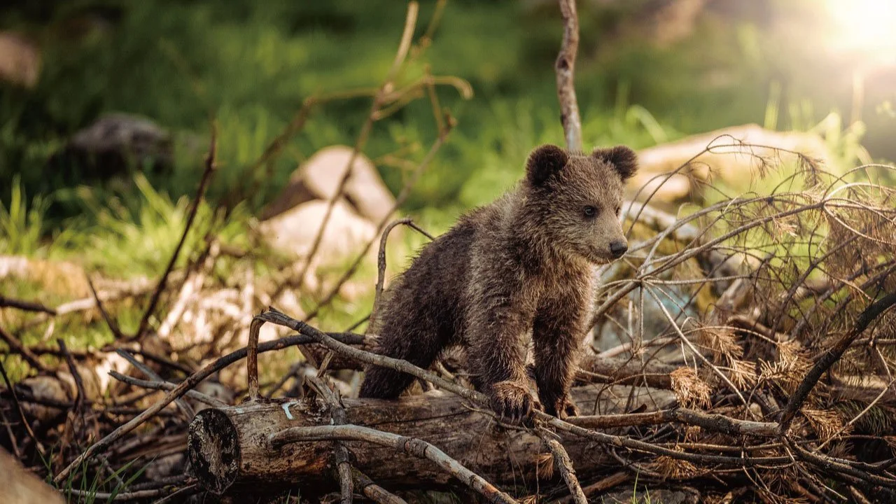 日本人の動物に対する接し方