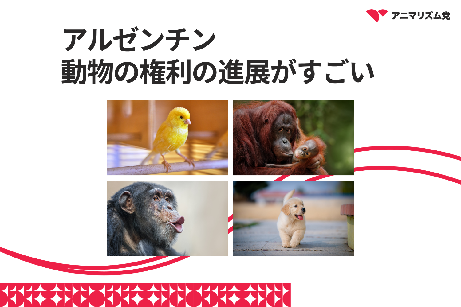アルゼンチン　動物の権利の進展がすごい