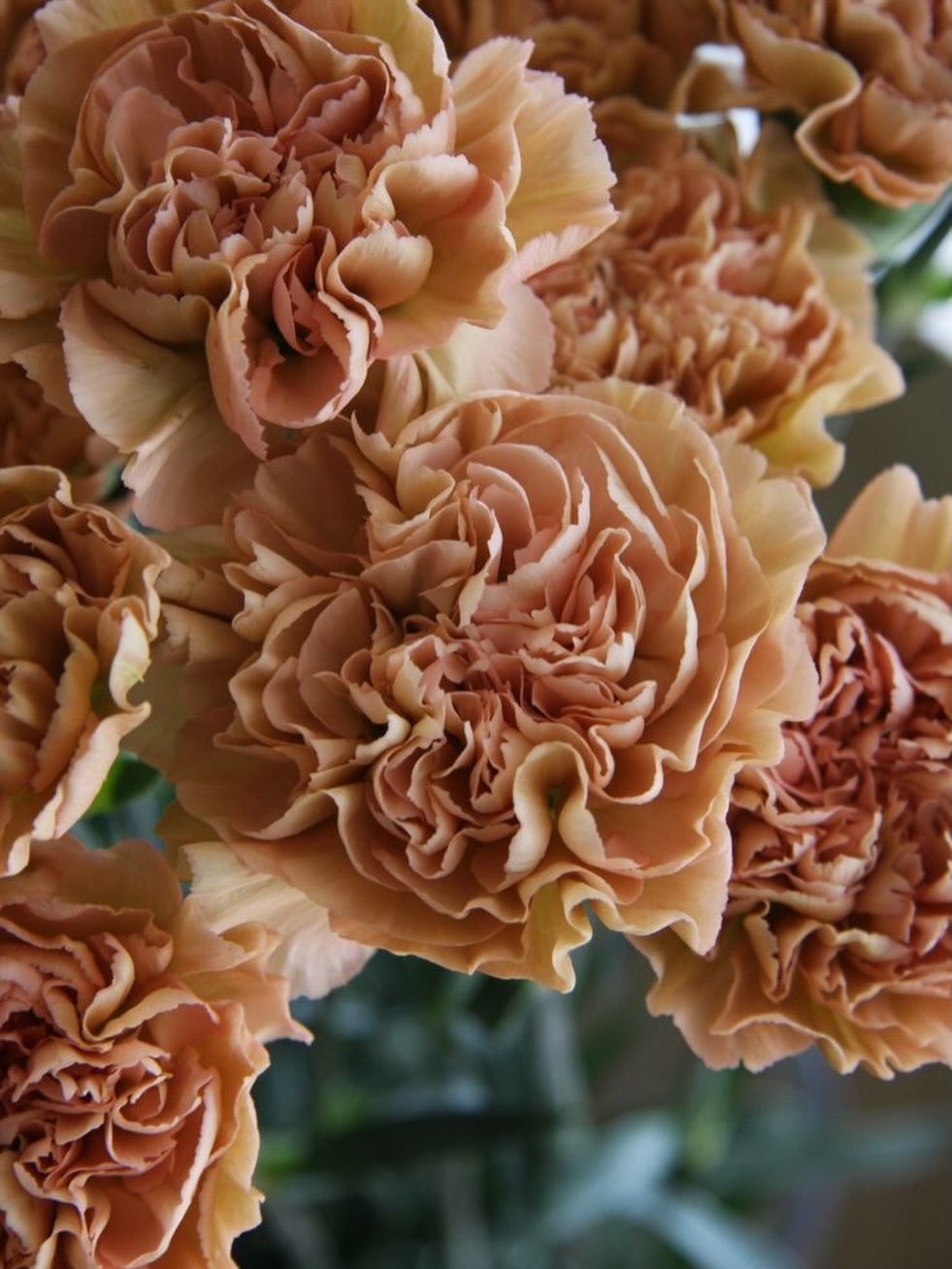 Carnations- everyday beauty.