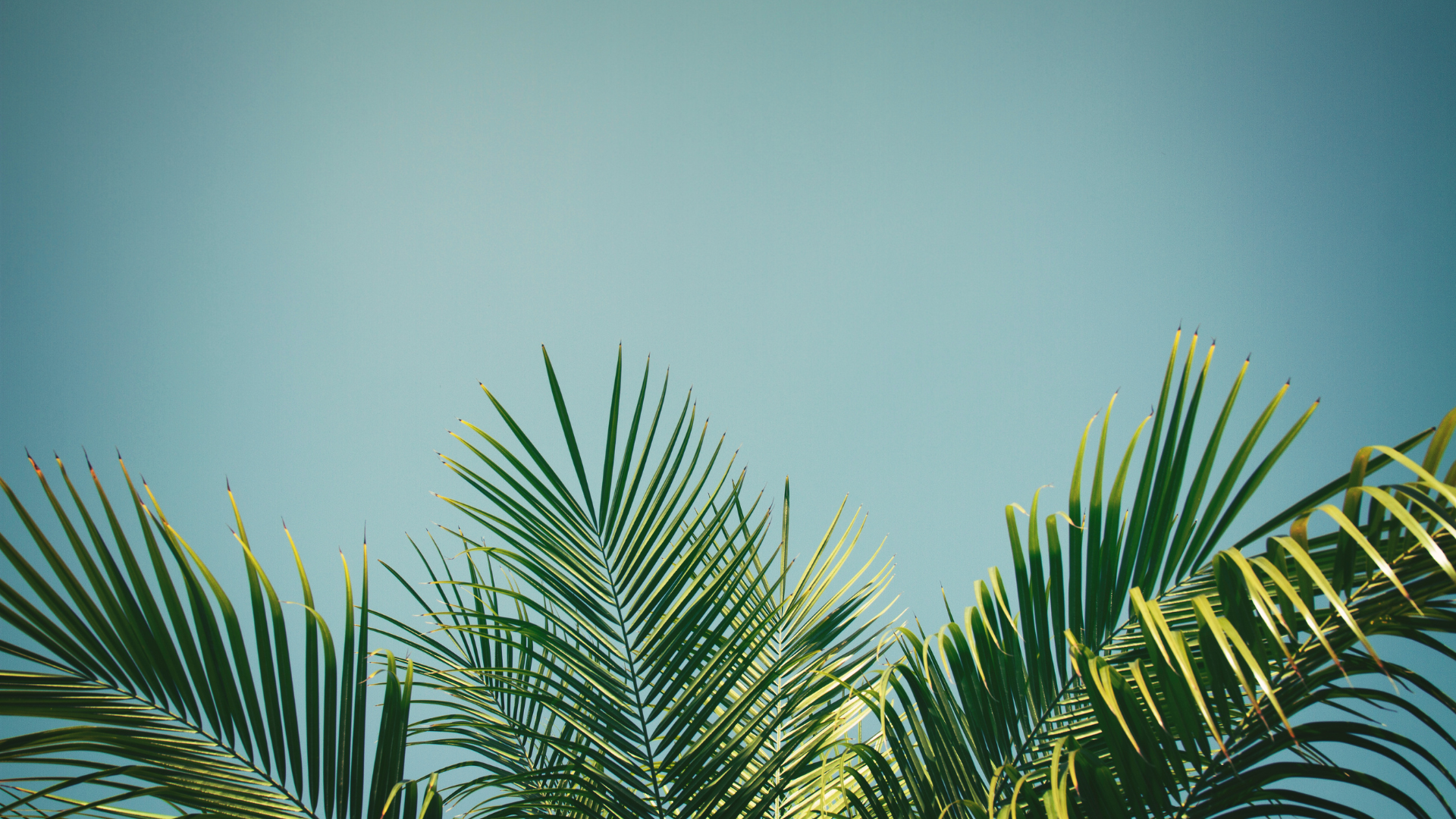 Green palm fronds against a clear blue sky.