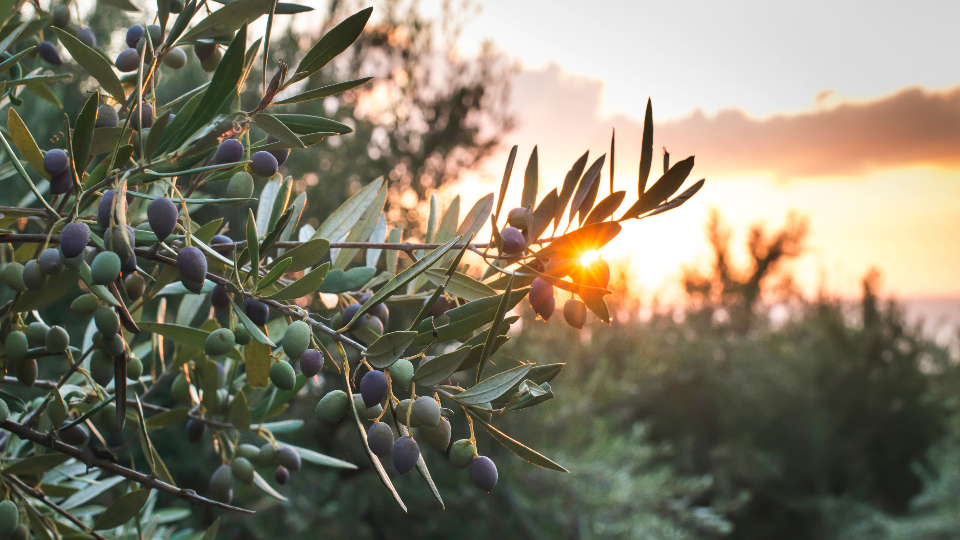 Olivo y atardecer, jardines bonitos
