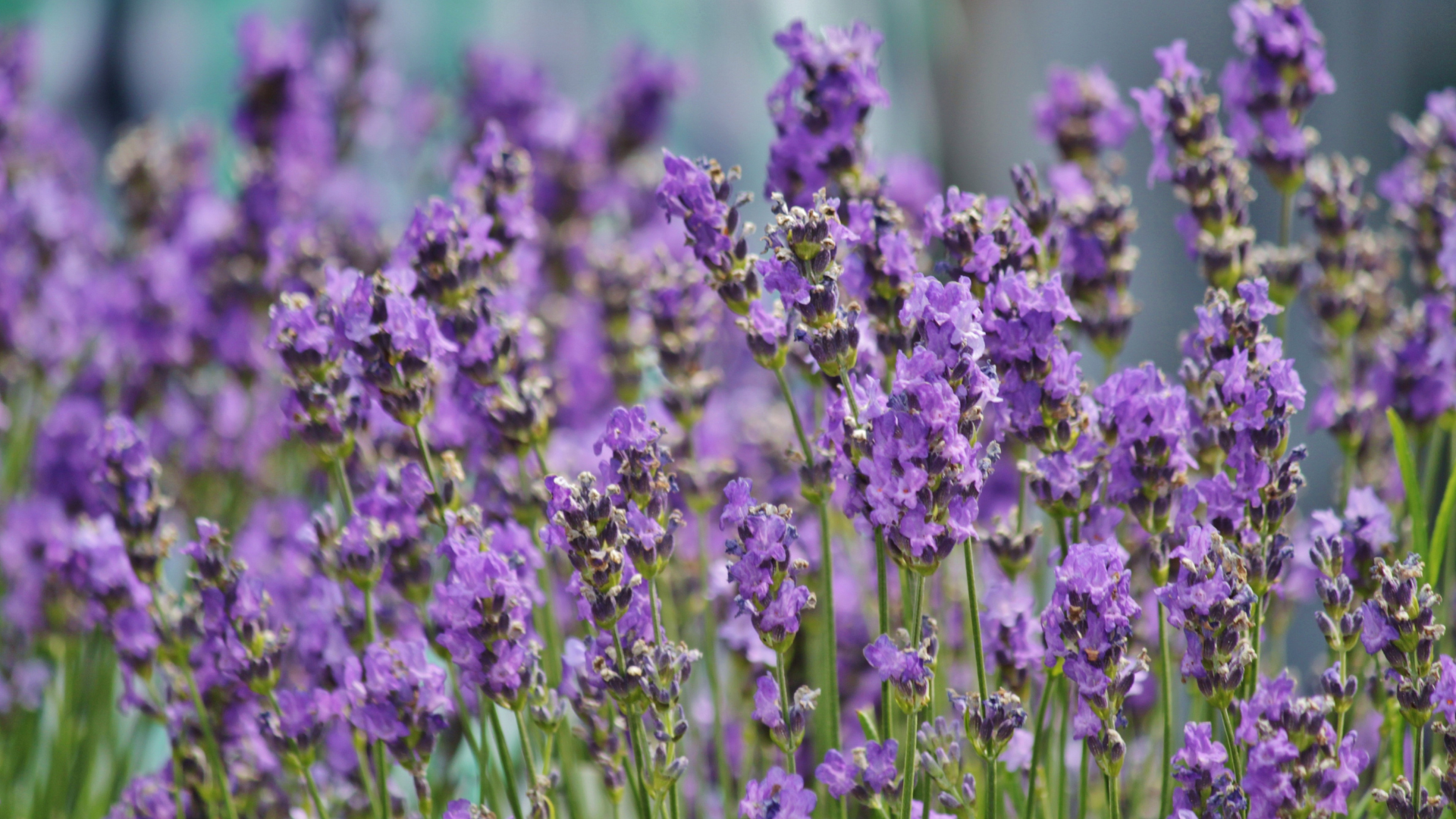Close-up of purple lavender flowers in a garden.