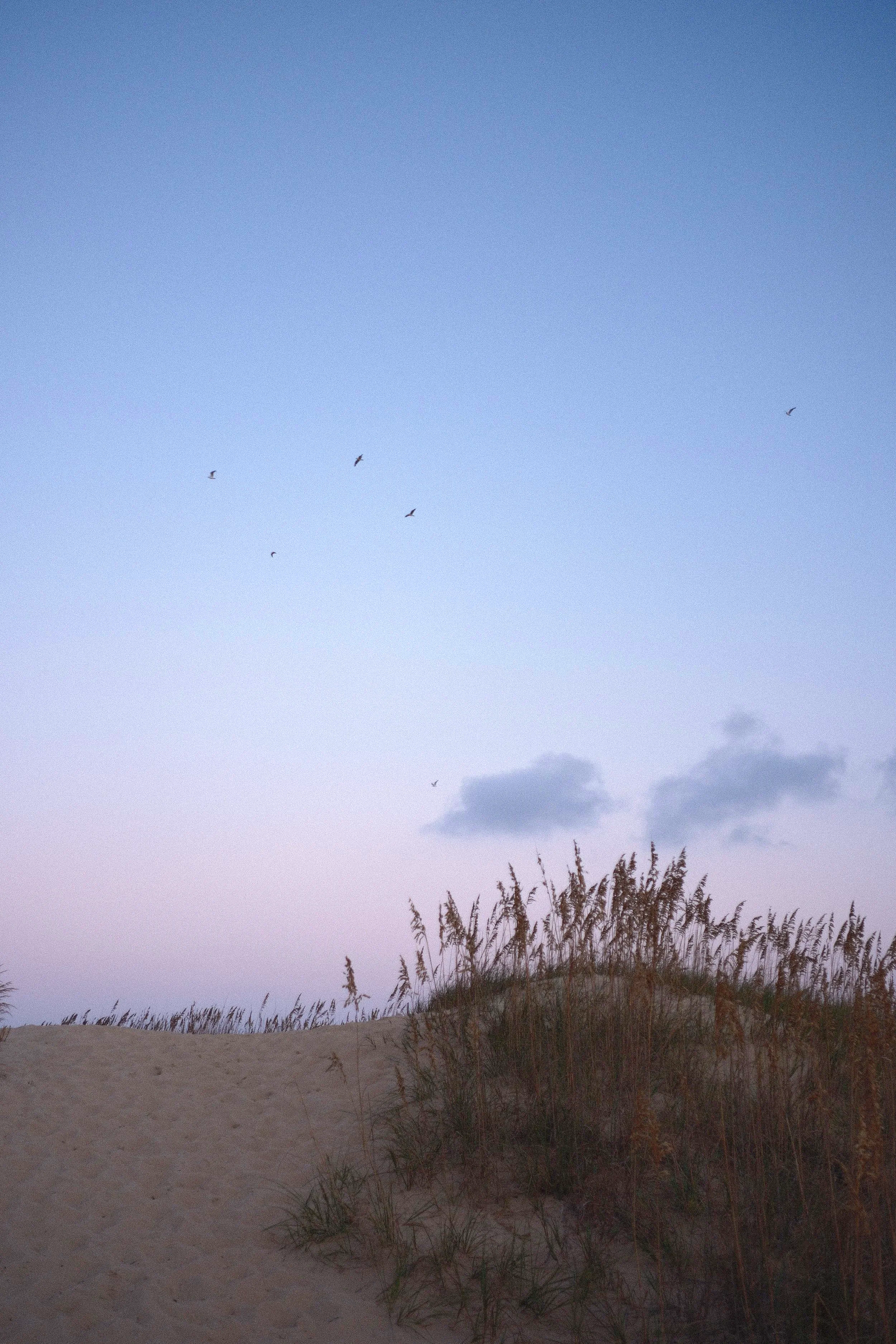 Sandy dunes with tall grass and a few clouds in the sky, birds flying overhead during dusk or dawn.