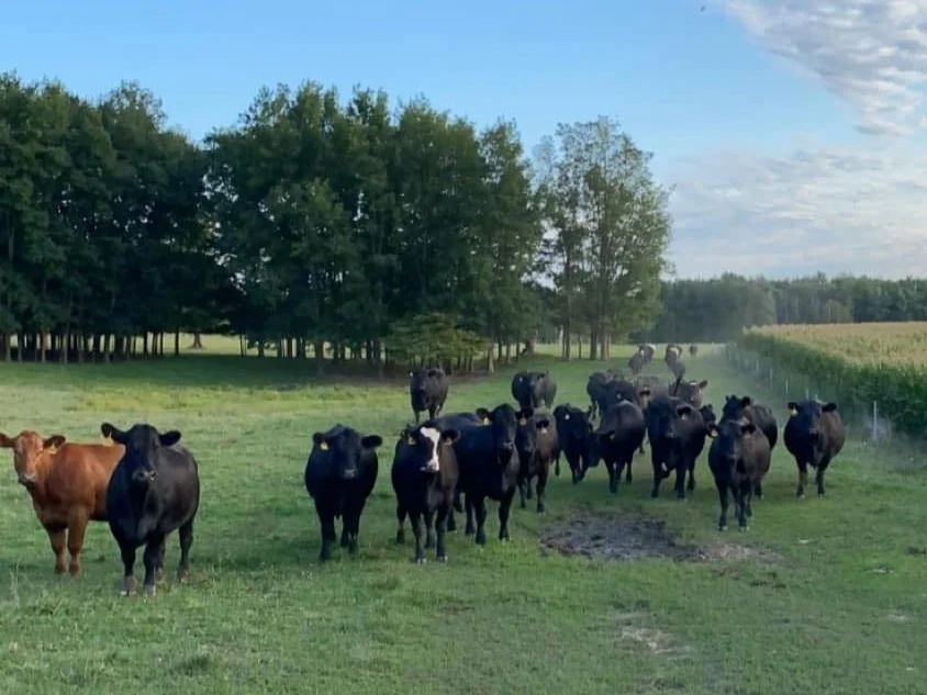 A group of black and brown cows standing on a grassy field with trees and a cloudy sky in the background.